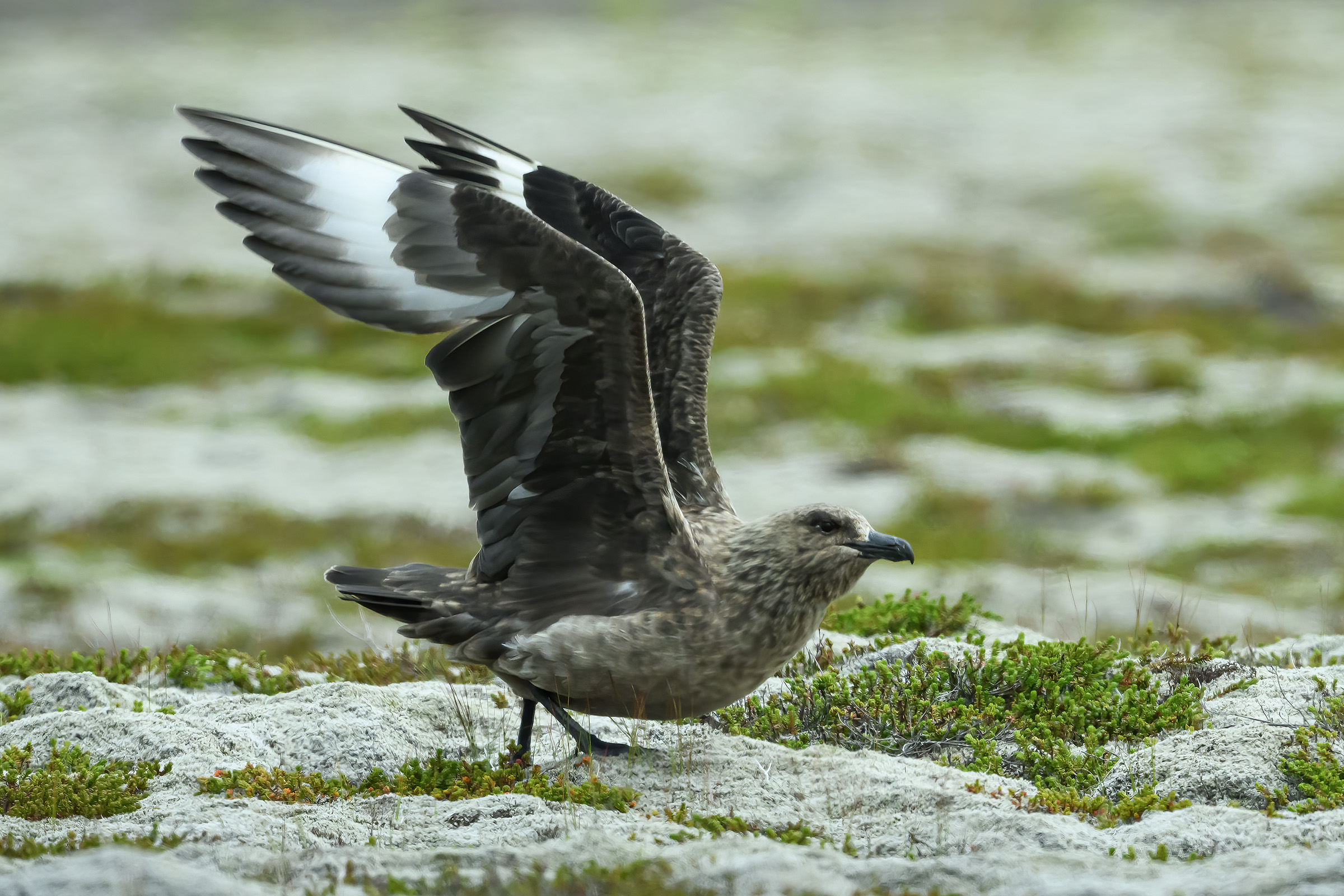 Storkjove i moslandskab, Eldhraun