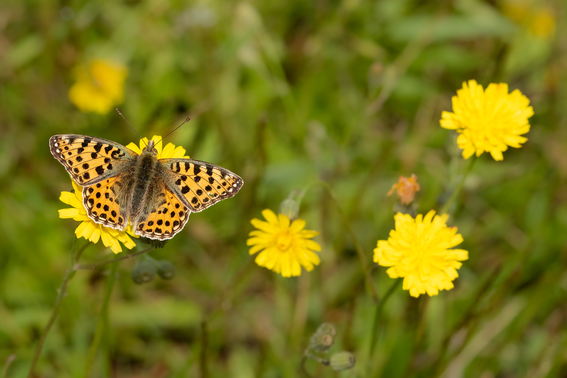 Storplettet perlemorsommerfugl