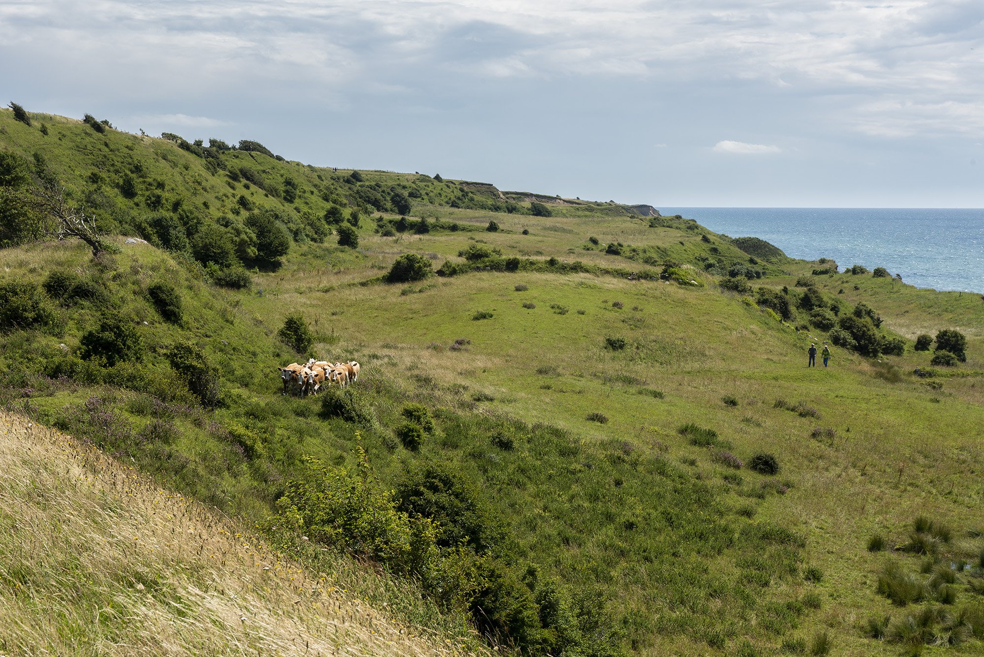 Strandeng, Ærø Strandeng