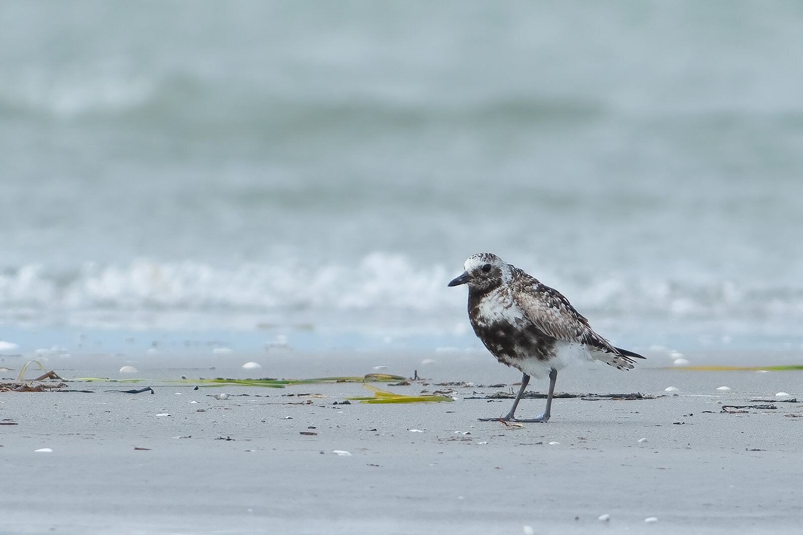 Strandhjejle - hun i overgangsdragt