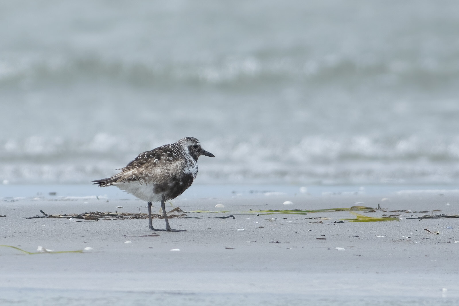 Strandhjejle - hun i overgangsdragt