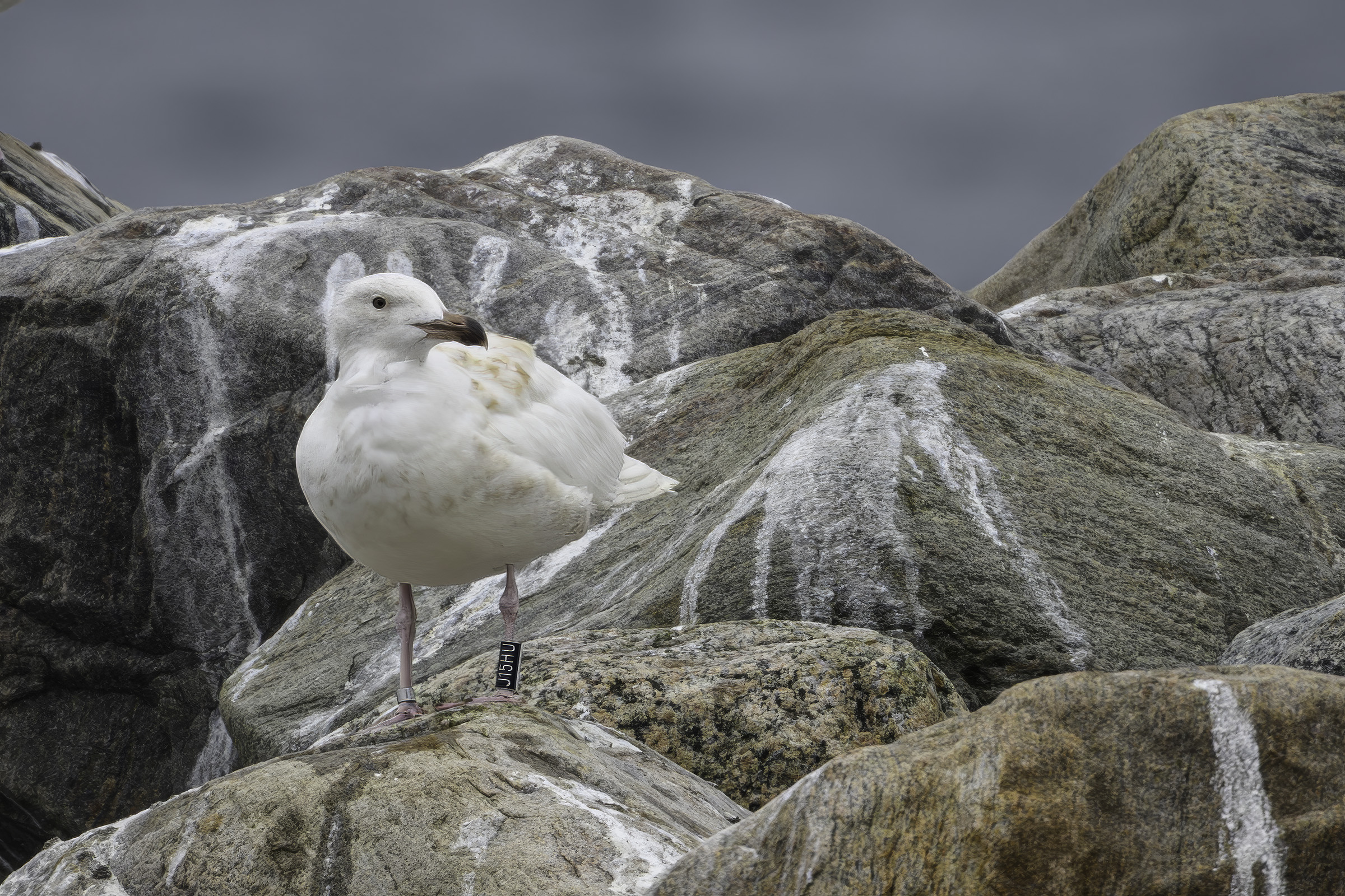 Svartbag � leucistisk