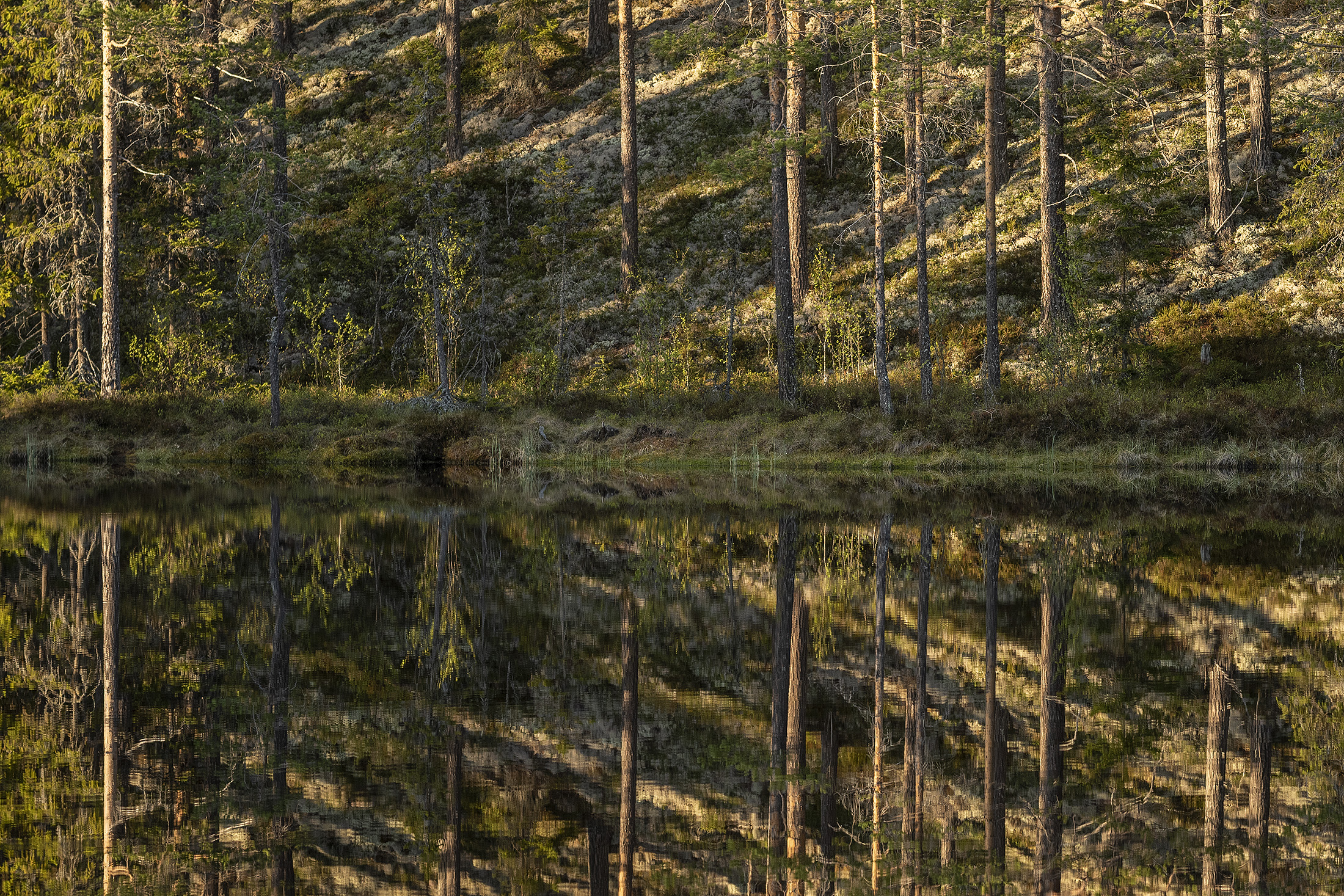 Symmetri, Fulufjllets Nationalpark
