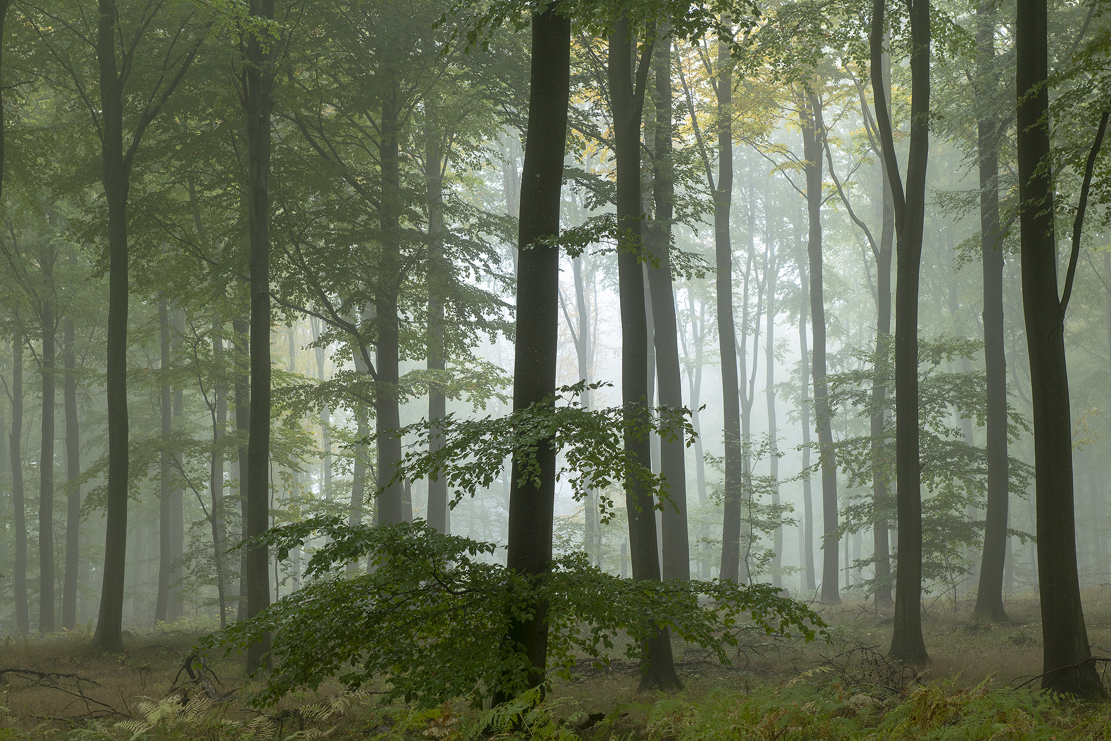 Morgentge, Rude Skov