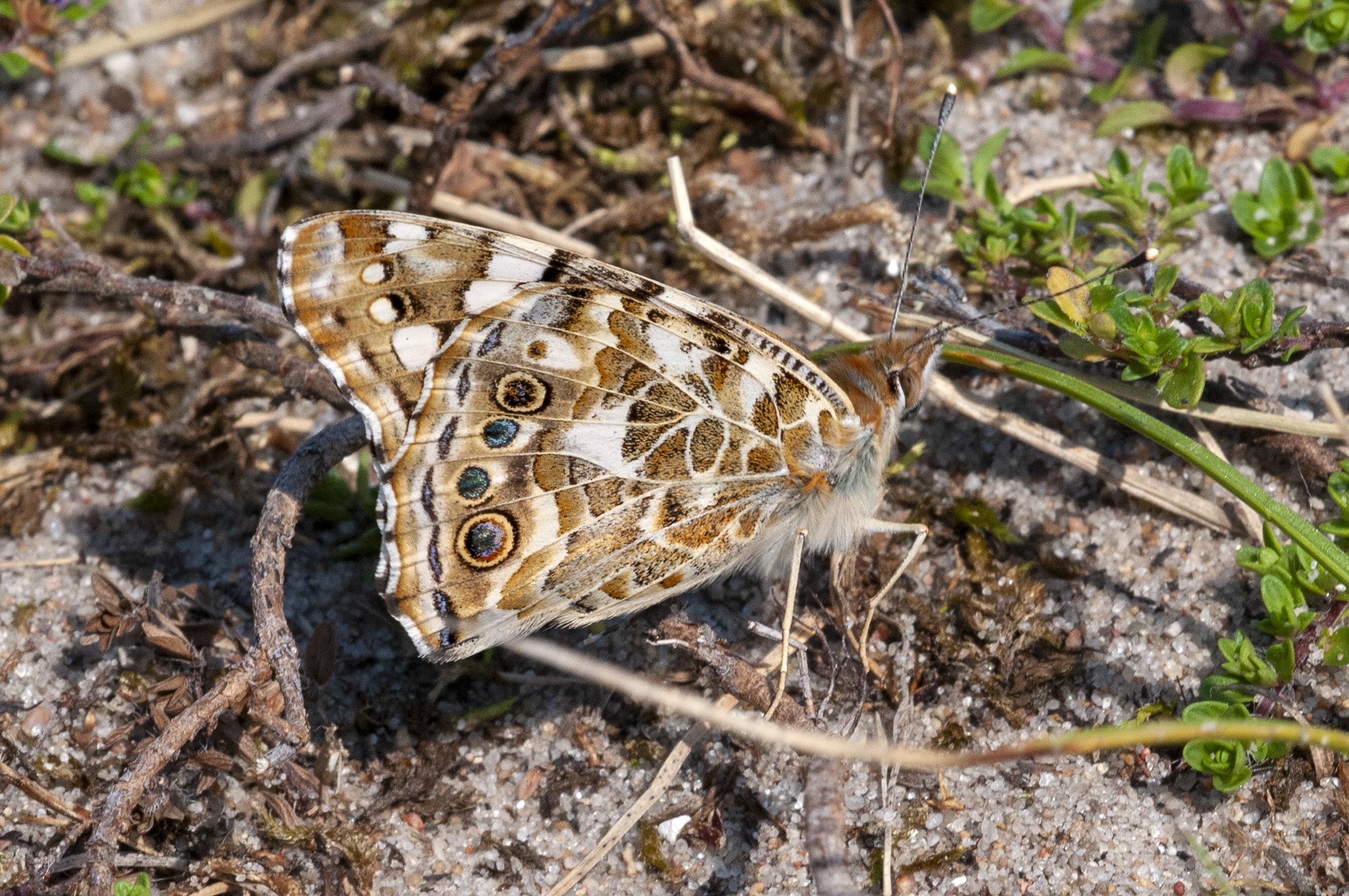 Tidselsommerfugl