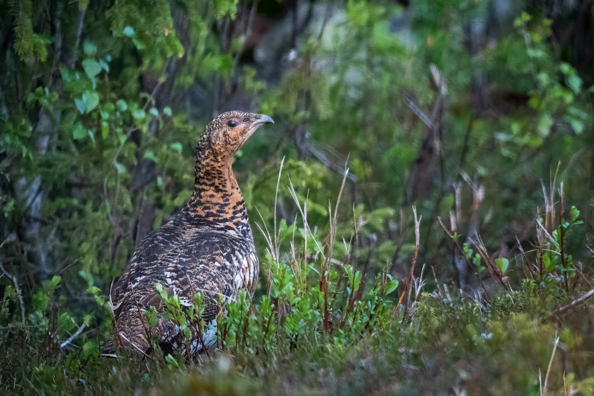 Tjurhne, Fulufjllets Nationalpark