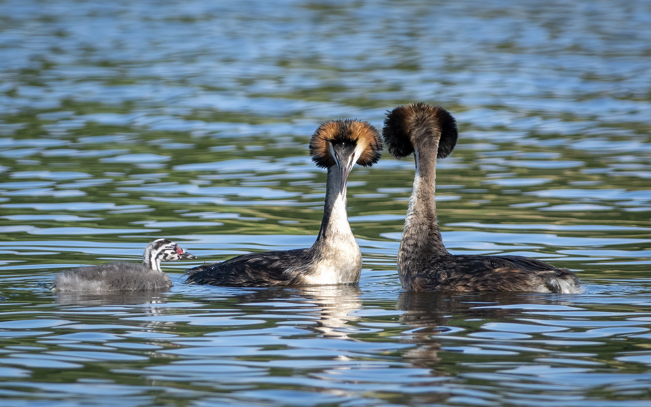Toppet lappedykker familie, Strødam Engsø Toppet lappedykker familie
