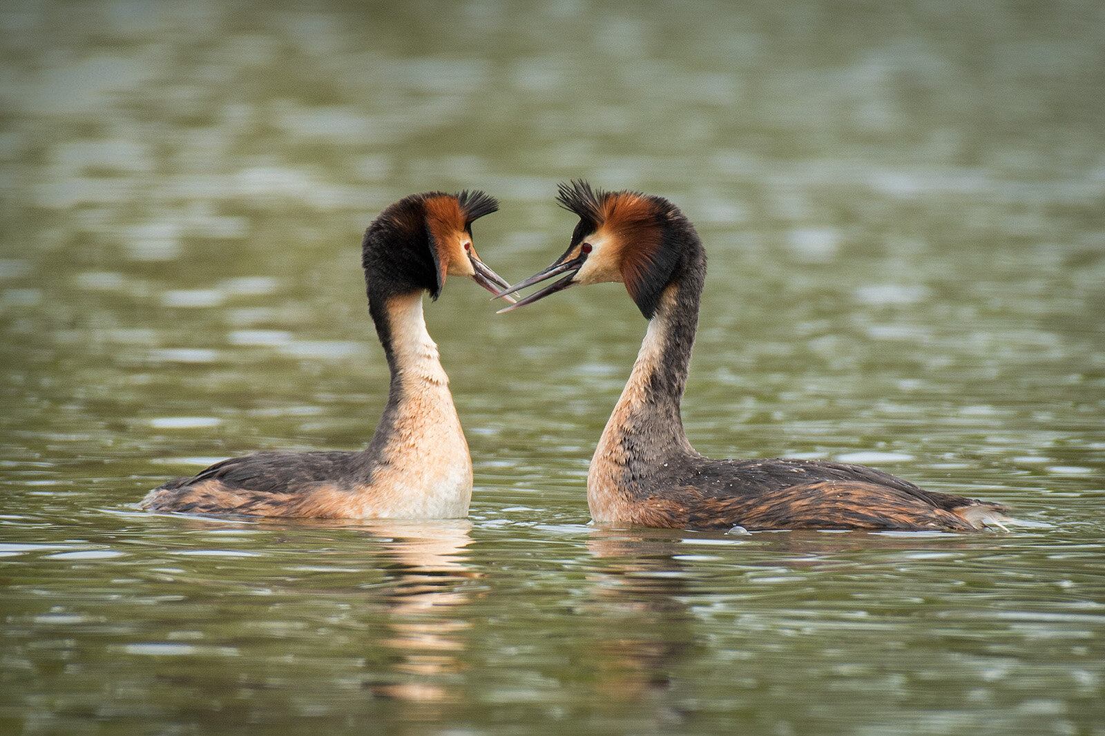 Toppet lappedykker flirtende, Vejlesø Toppet lappedykker flirtende