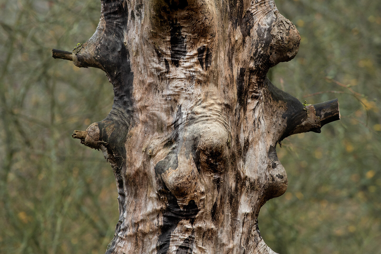 Tr-torso