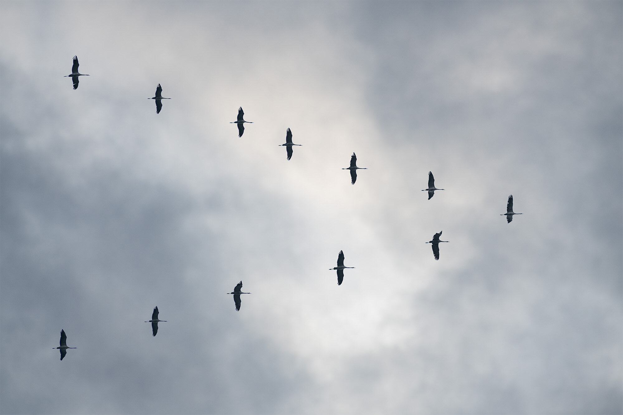Tranetræk, Birkerød Tranetræk