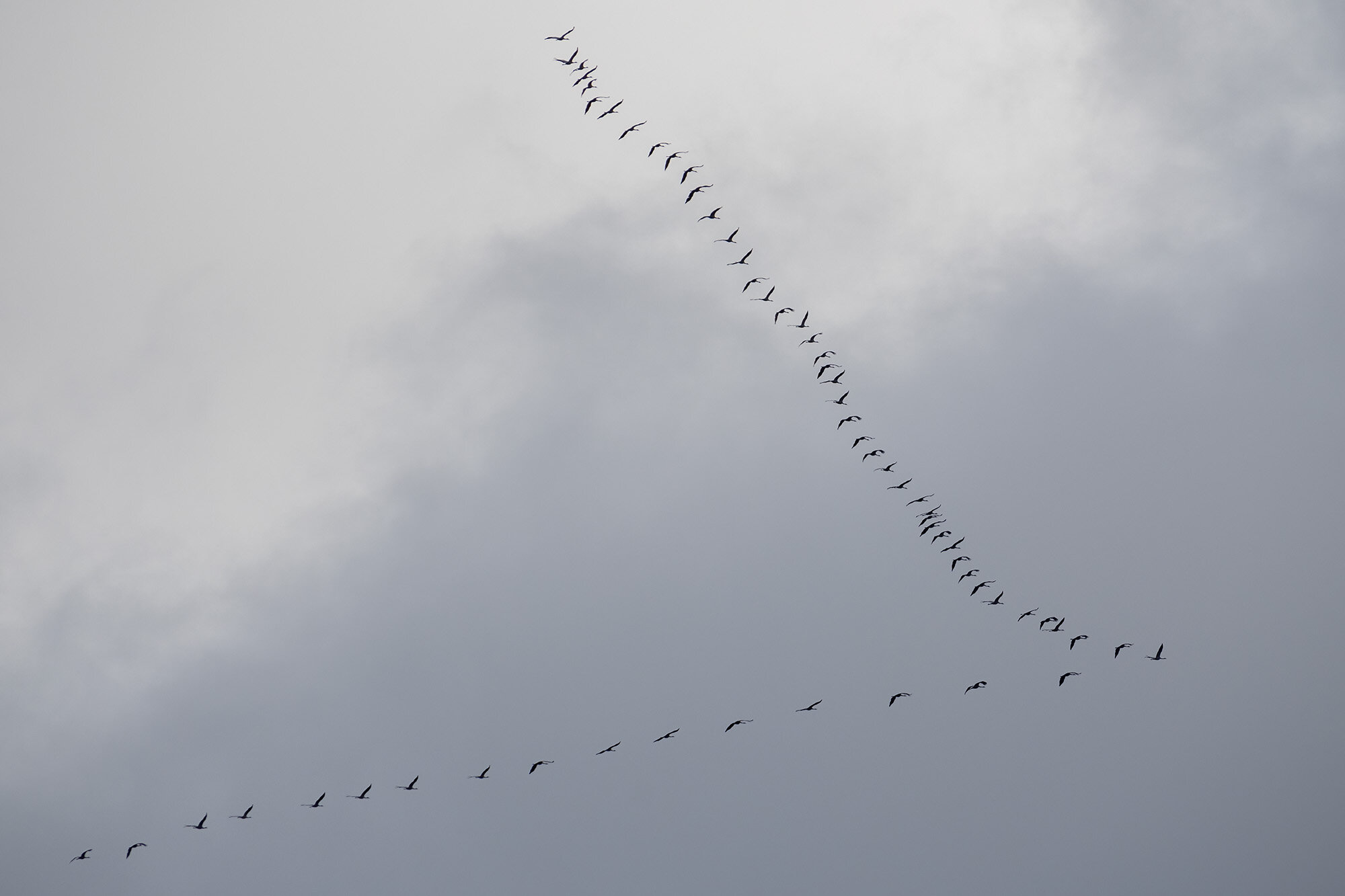 Tranetræk, Birkerød Tranetræk