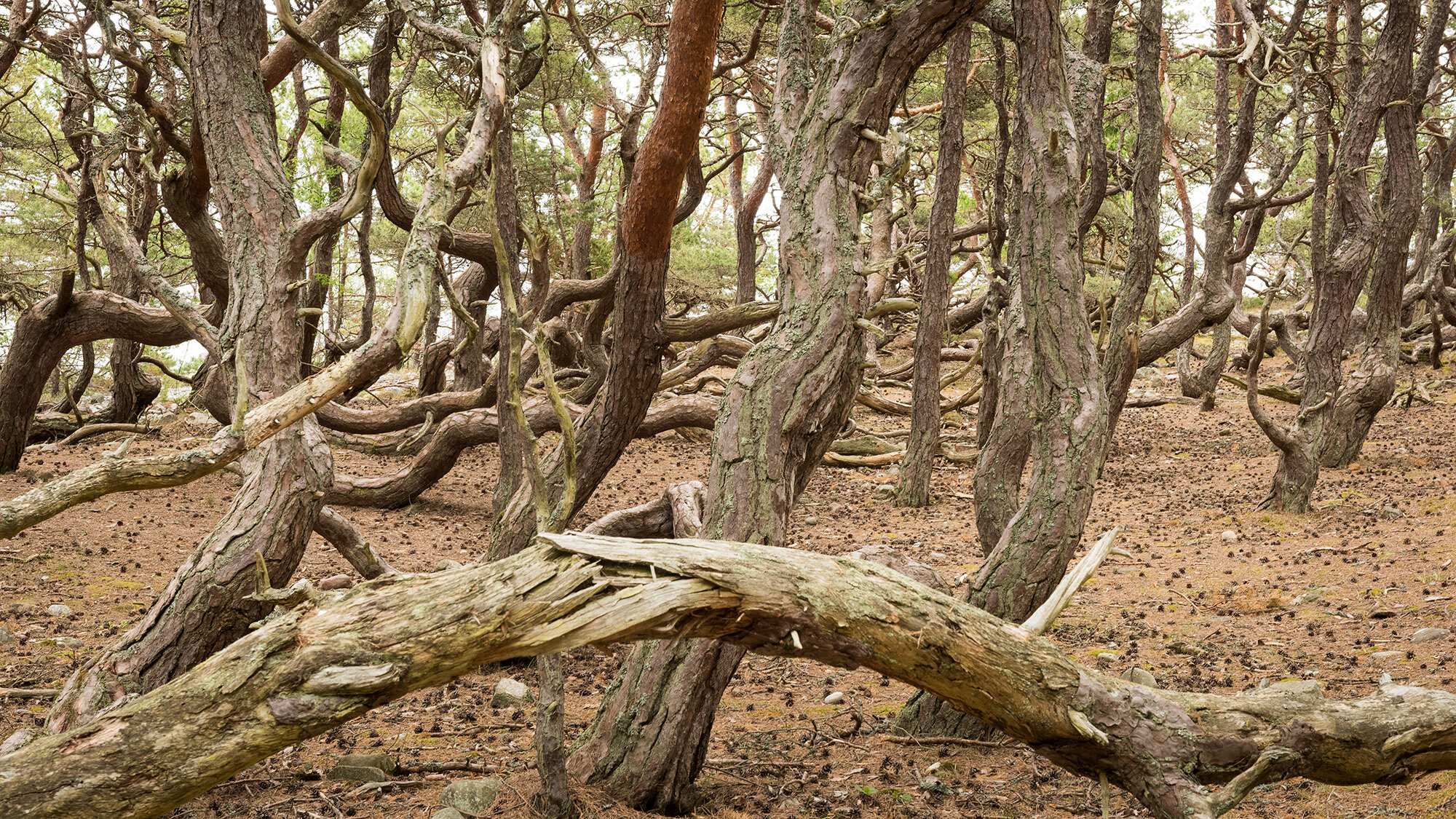 Trollskogen, Öland