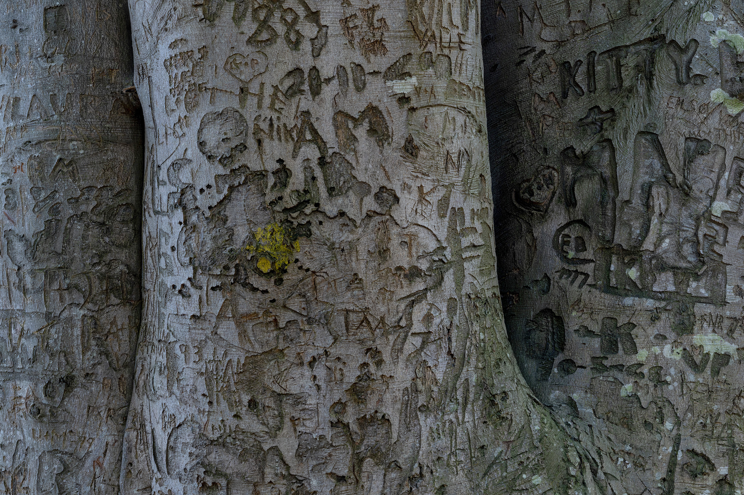 Trægraffiti, Dovns Klint Trægraffiti