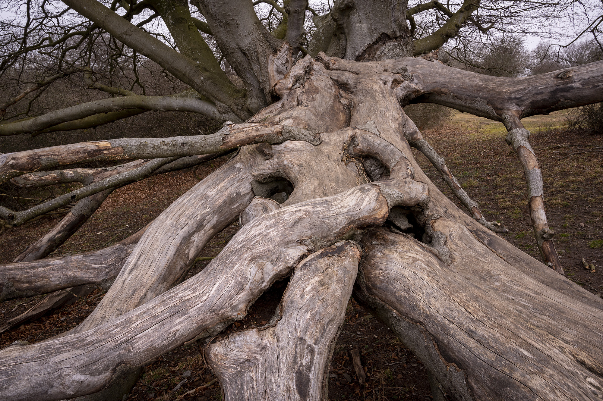 Træruin, Ryegaard Dyrehave Træruin