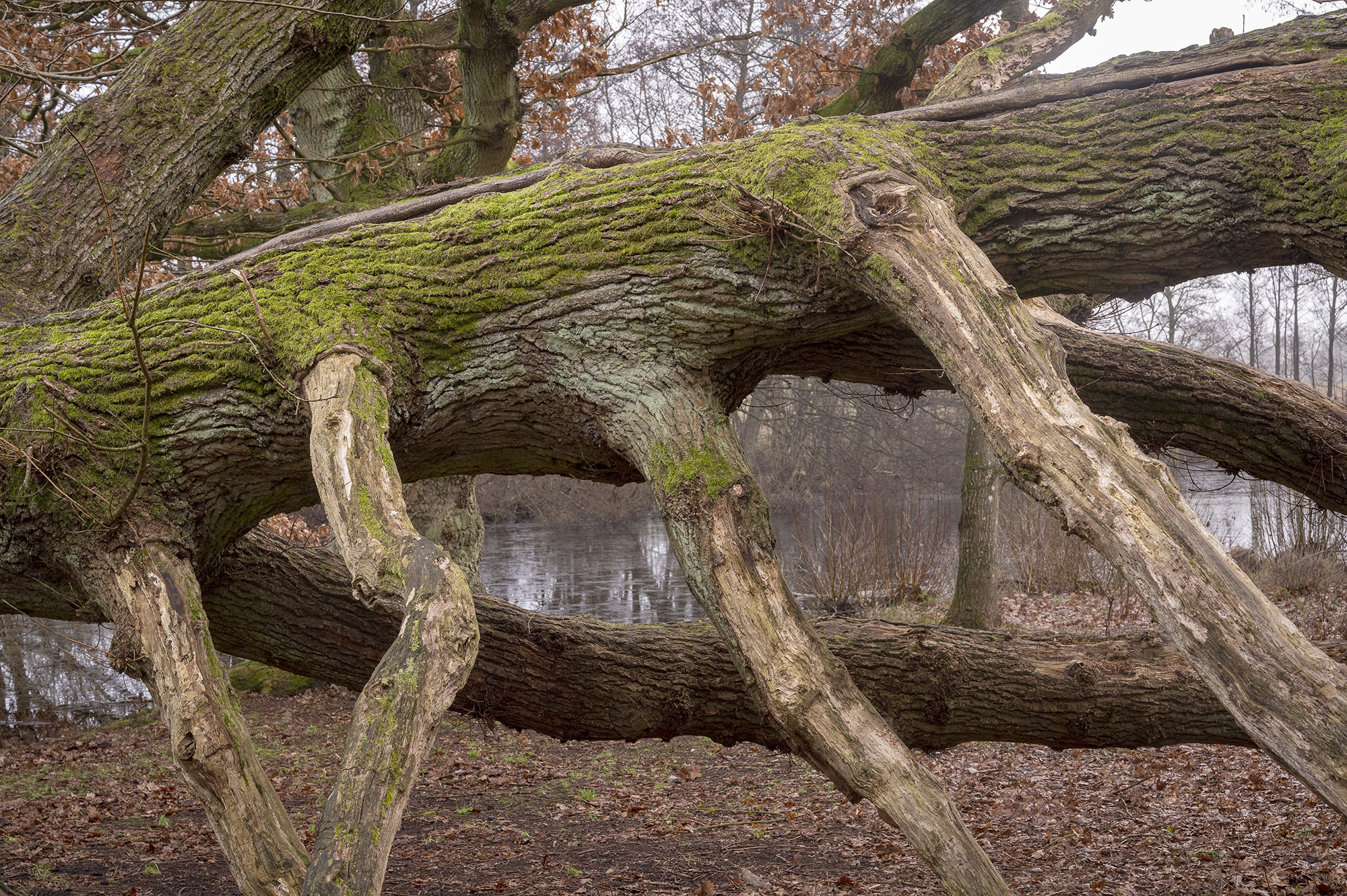 Træruin, Søllerød Naturpark Træruin