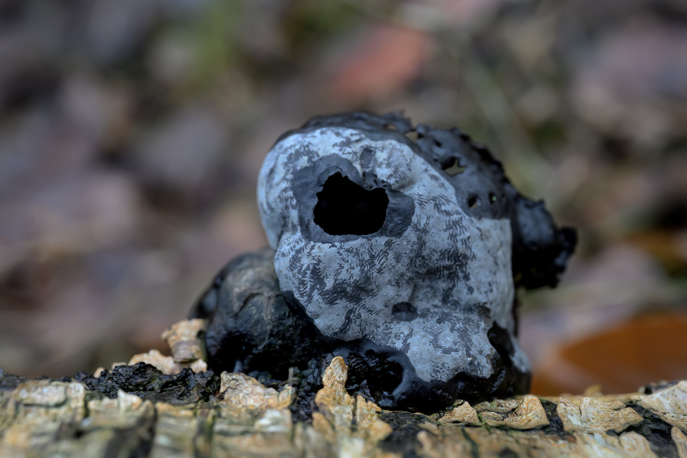 UFO (Unidentified Fungal Object), Allerød Sortemose UFO (Unidentified Fungal Object)