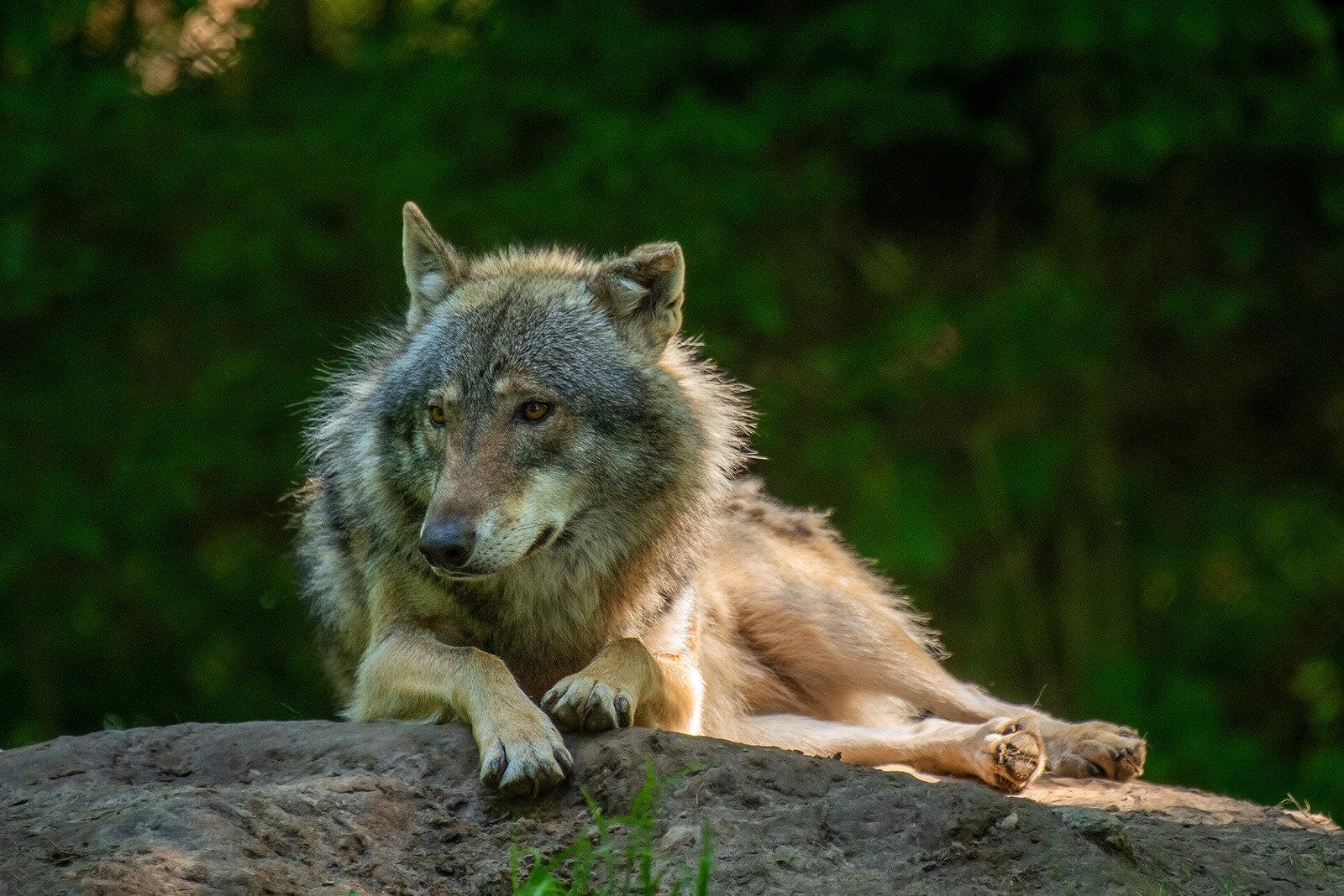 Ulv fra lokal dyrepark, Bialowieza