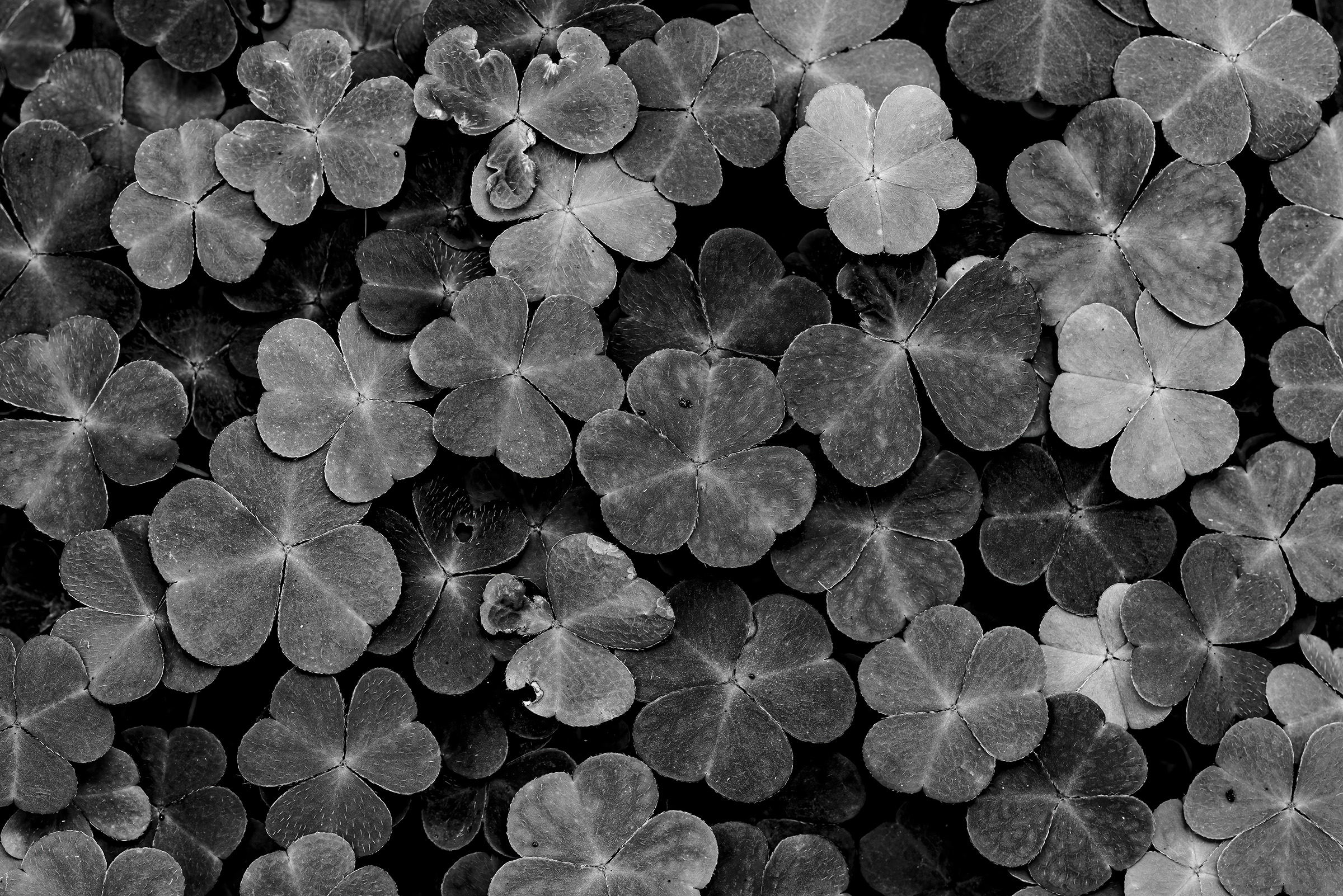 Tema med variationer