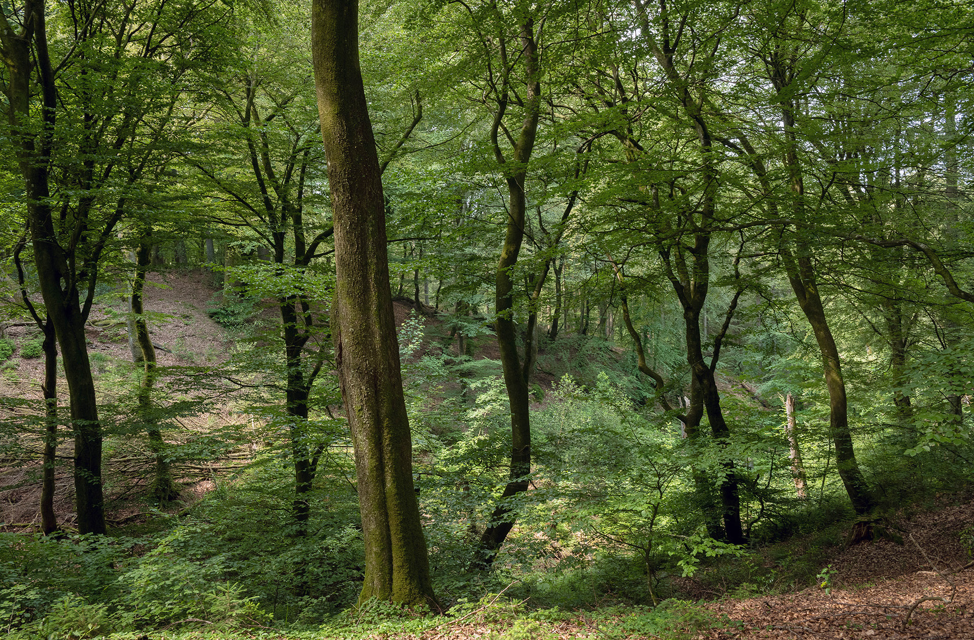 Velling Skov
