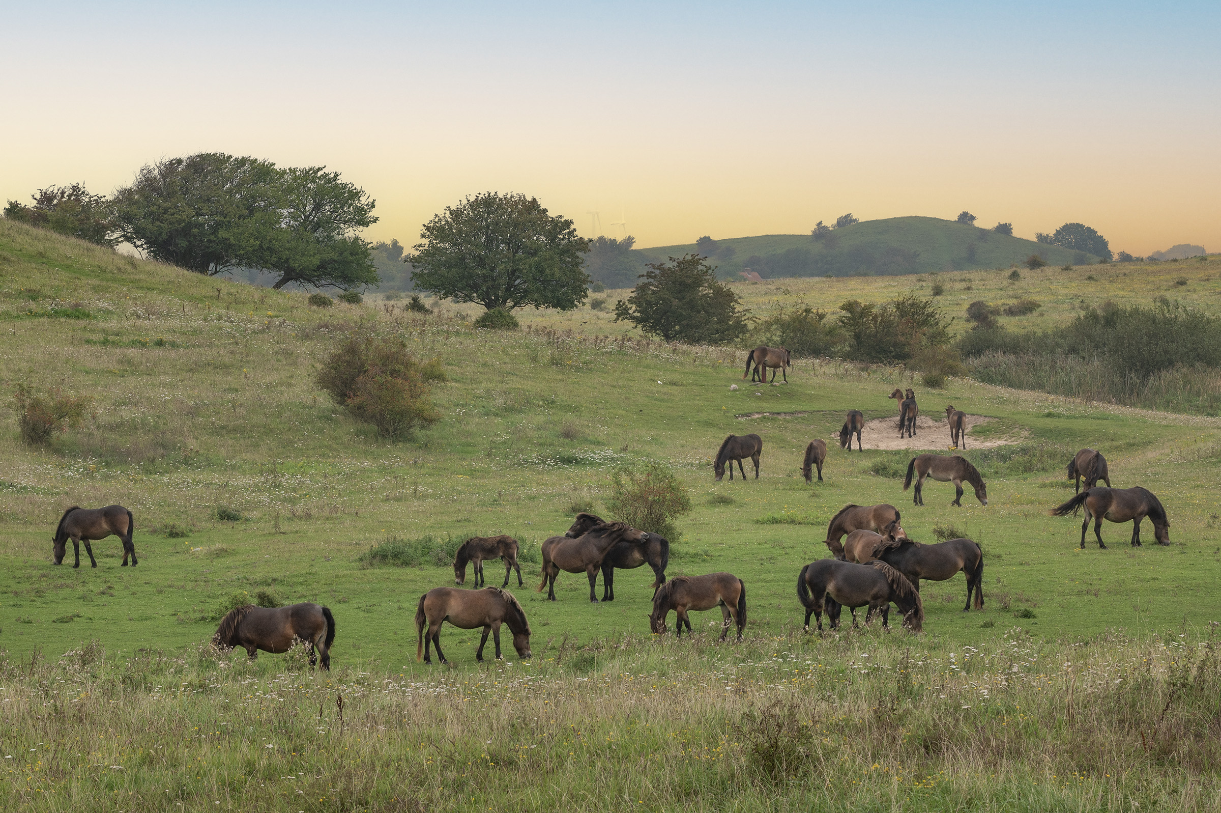 Exmoor ponyer aka vildheste
