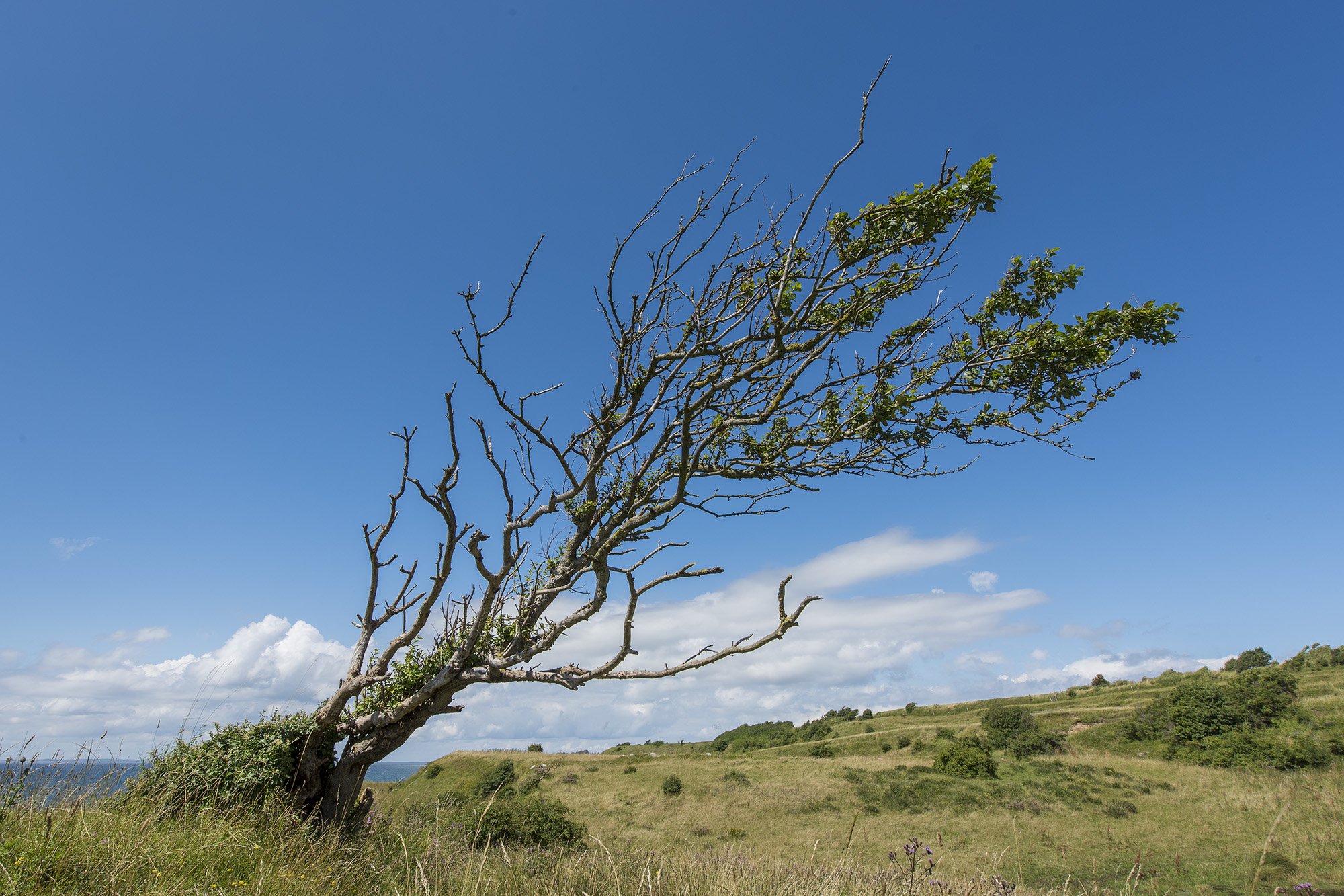 Vindpåvirket træ, Ærø Vindpåvirket træ