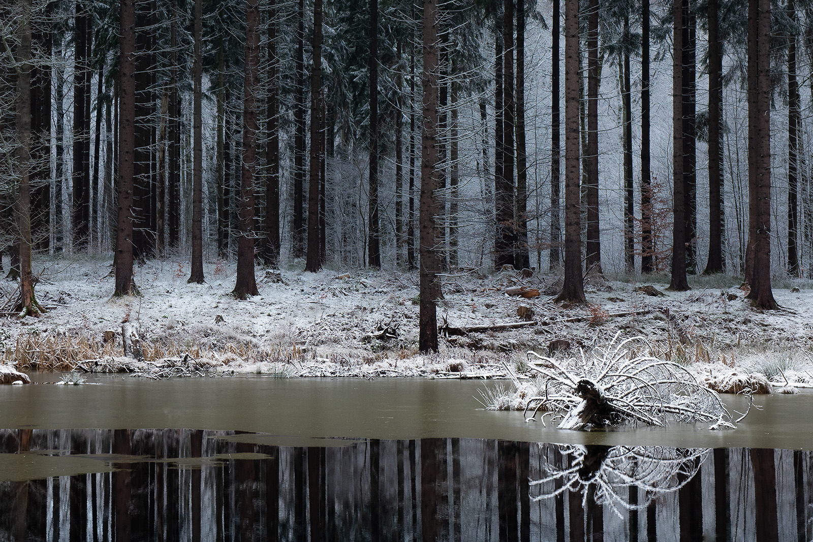 Vinter ved skovsøen, Rude Skov Vinter ved skovsøen