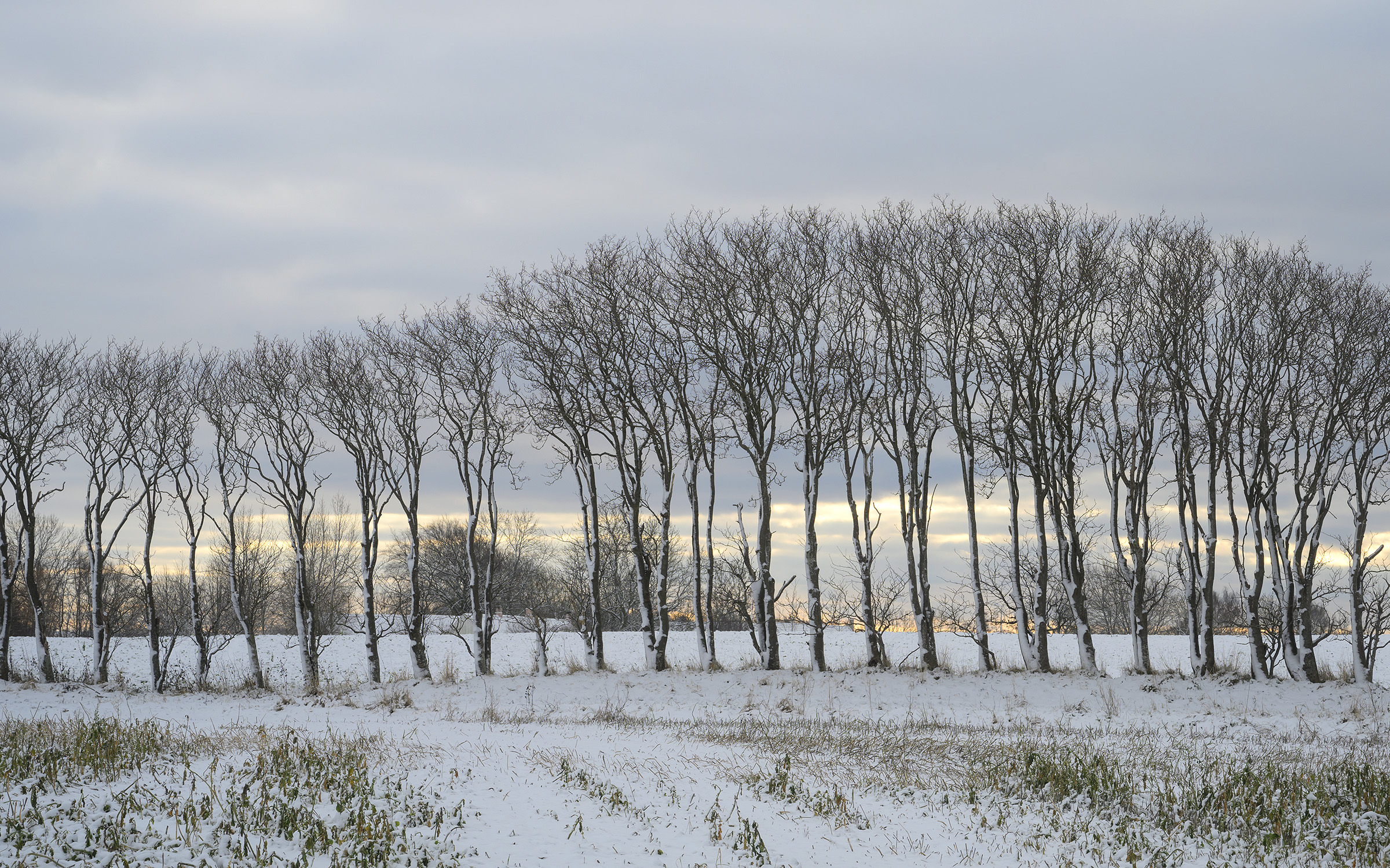 Vintertræer, Reersø Vintertræer