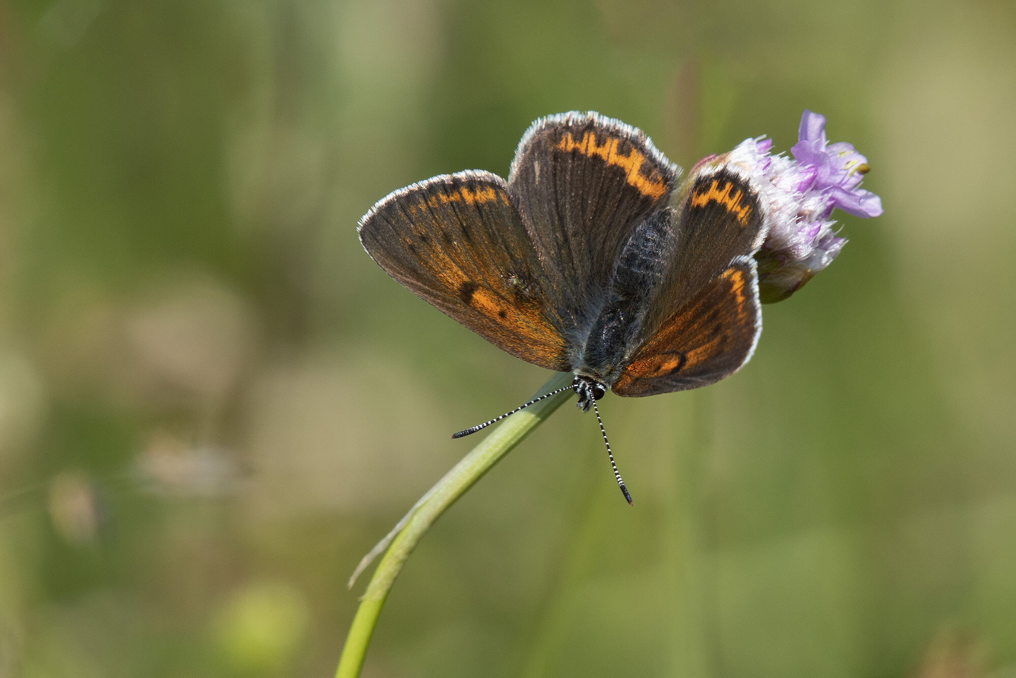 Violetrandet ildfugl - hun, Rørbæk Violetrandet ildfugl - hun