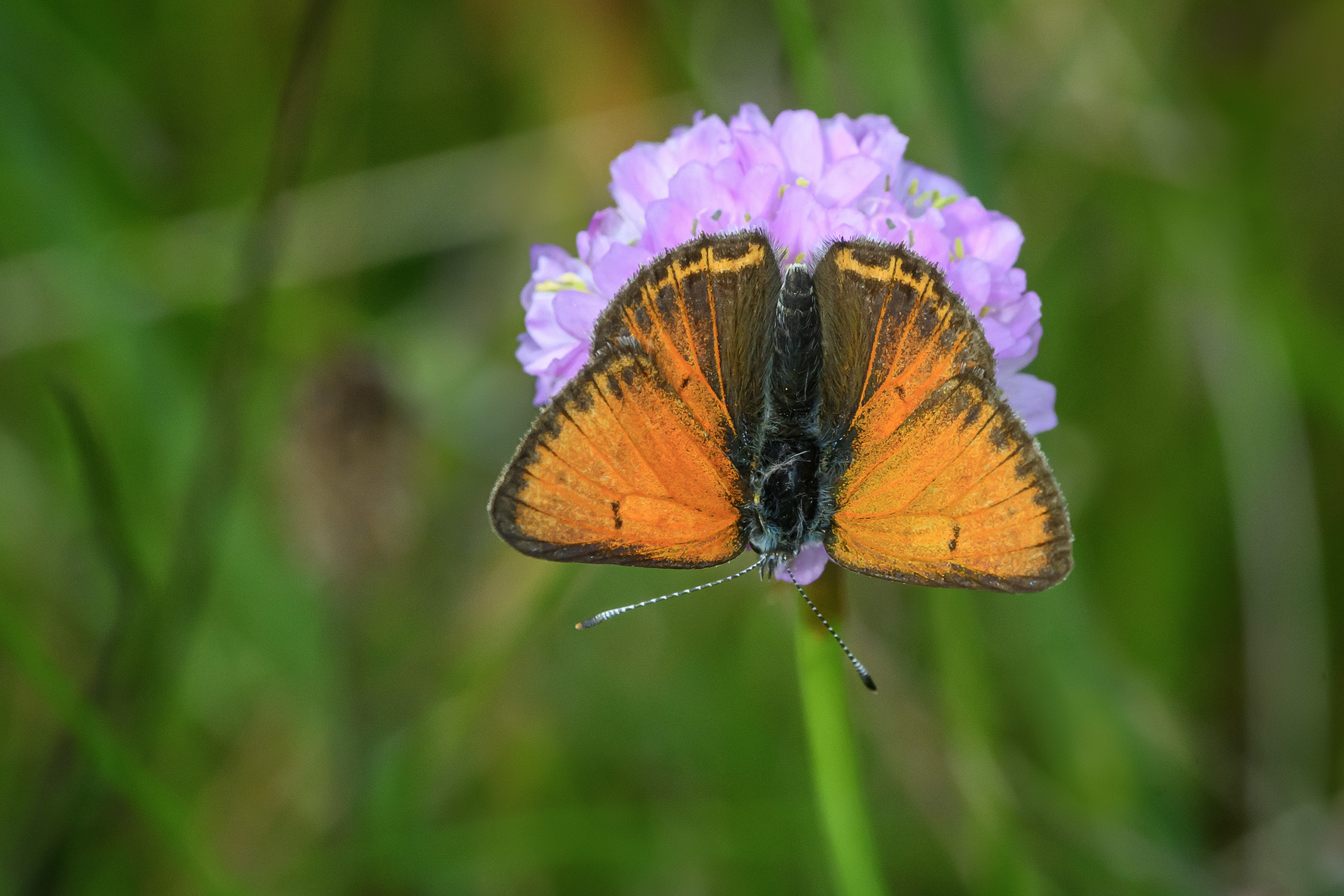 Violetrandet ildfugl – han, Rørbæk Violetrandet ildfugl – han