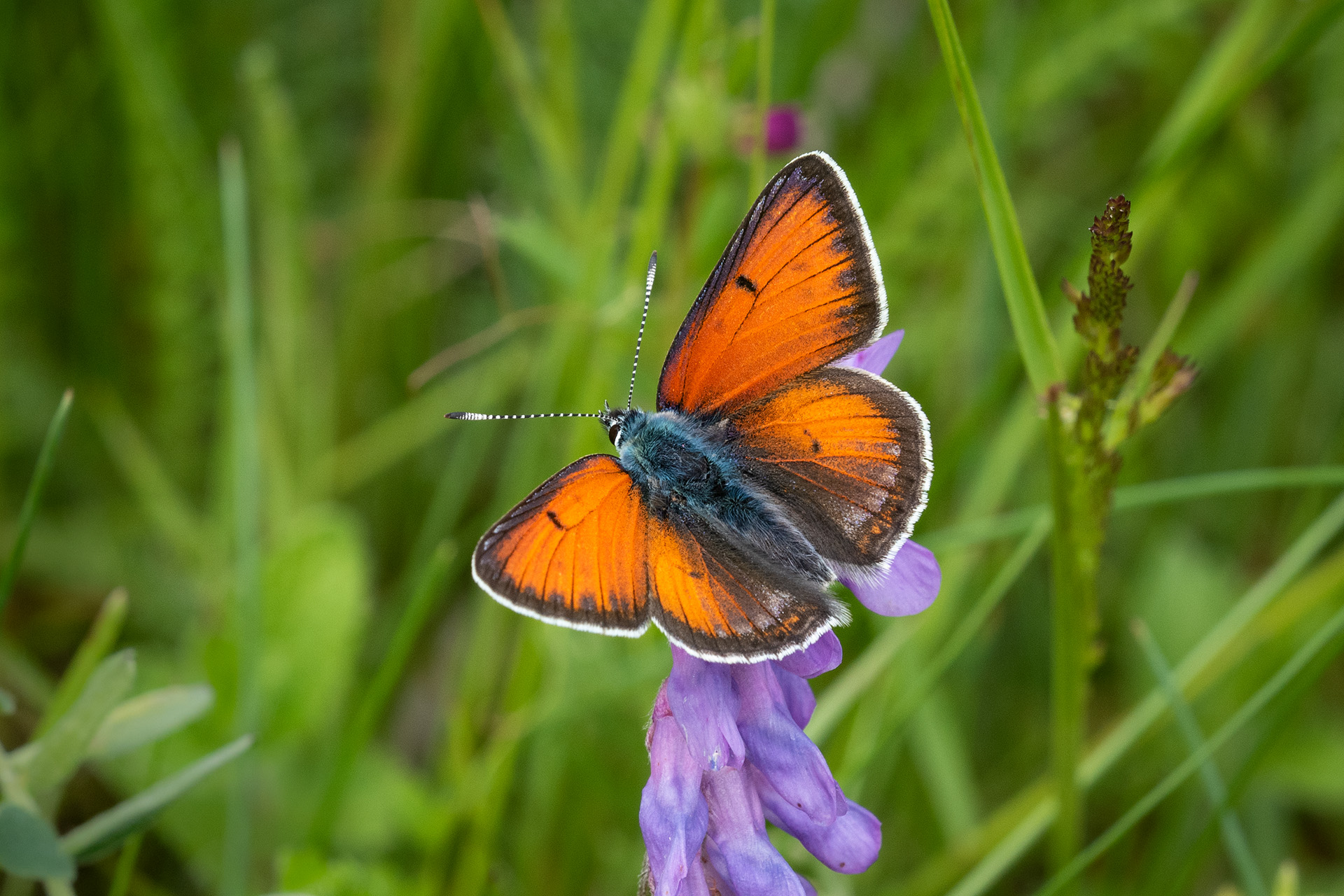 Violetrandet ildfugl