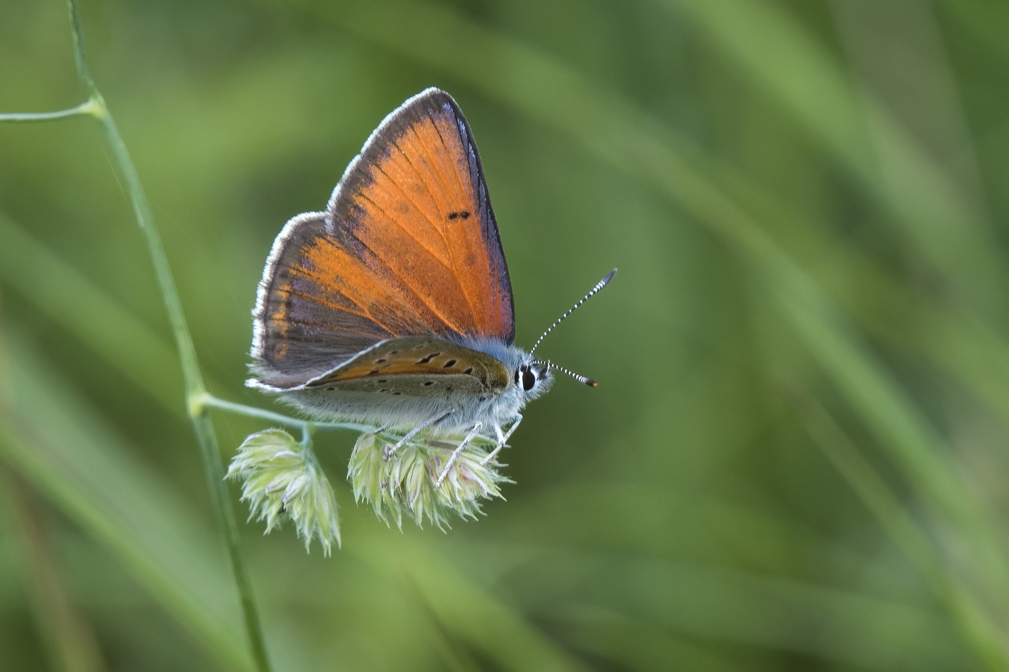Violetrandet ildfugl