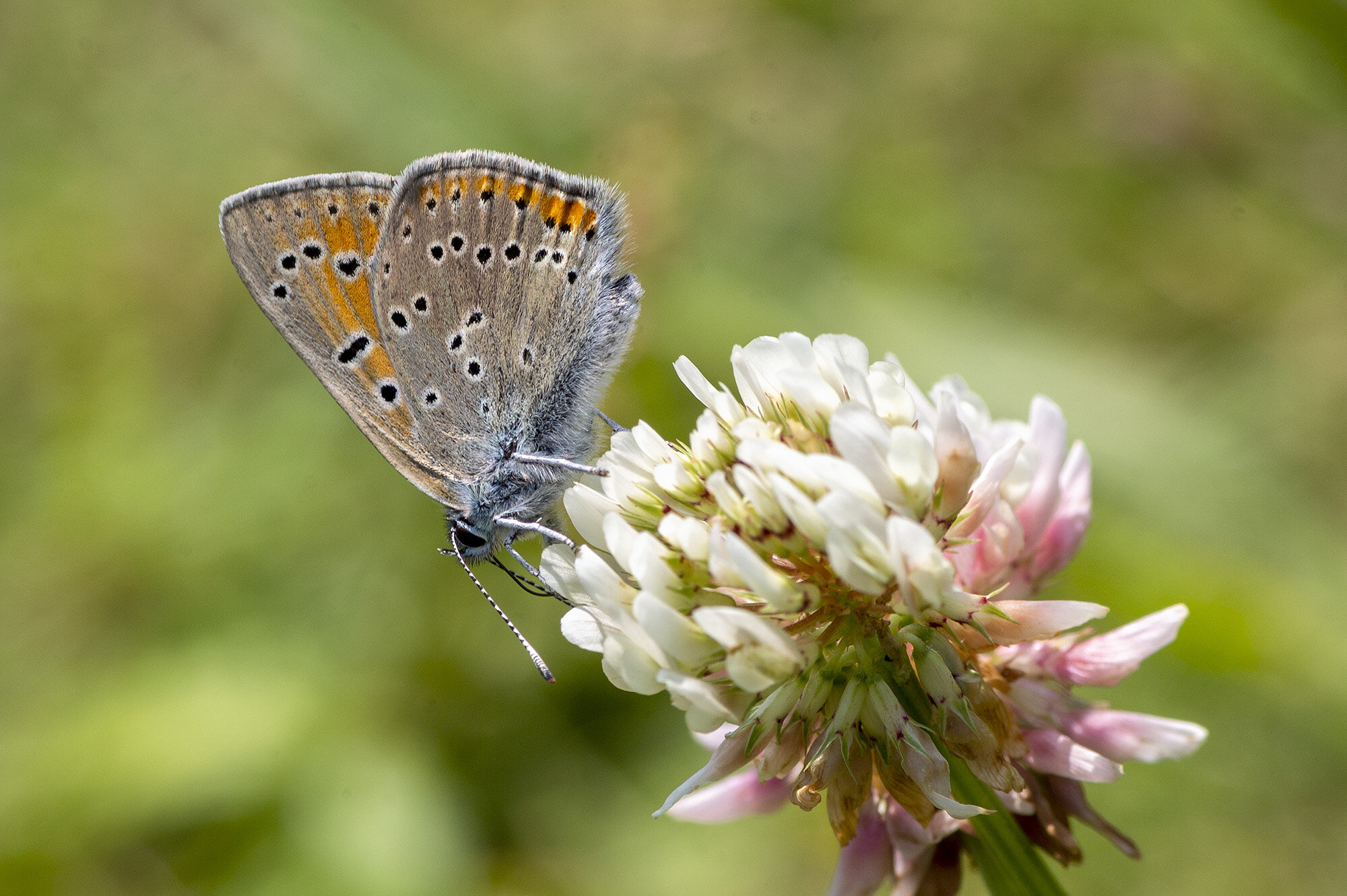 Violetrandet ildfugl