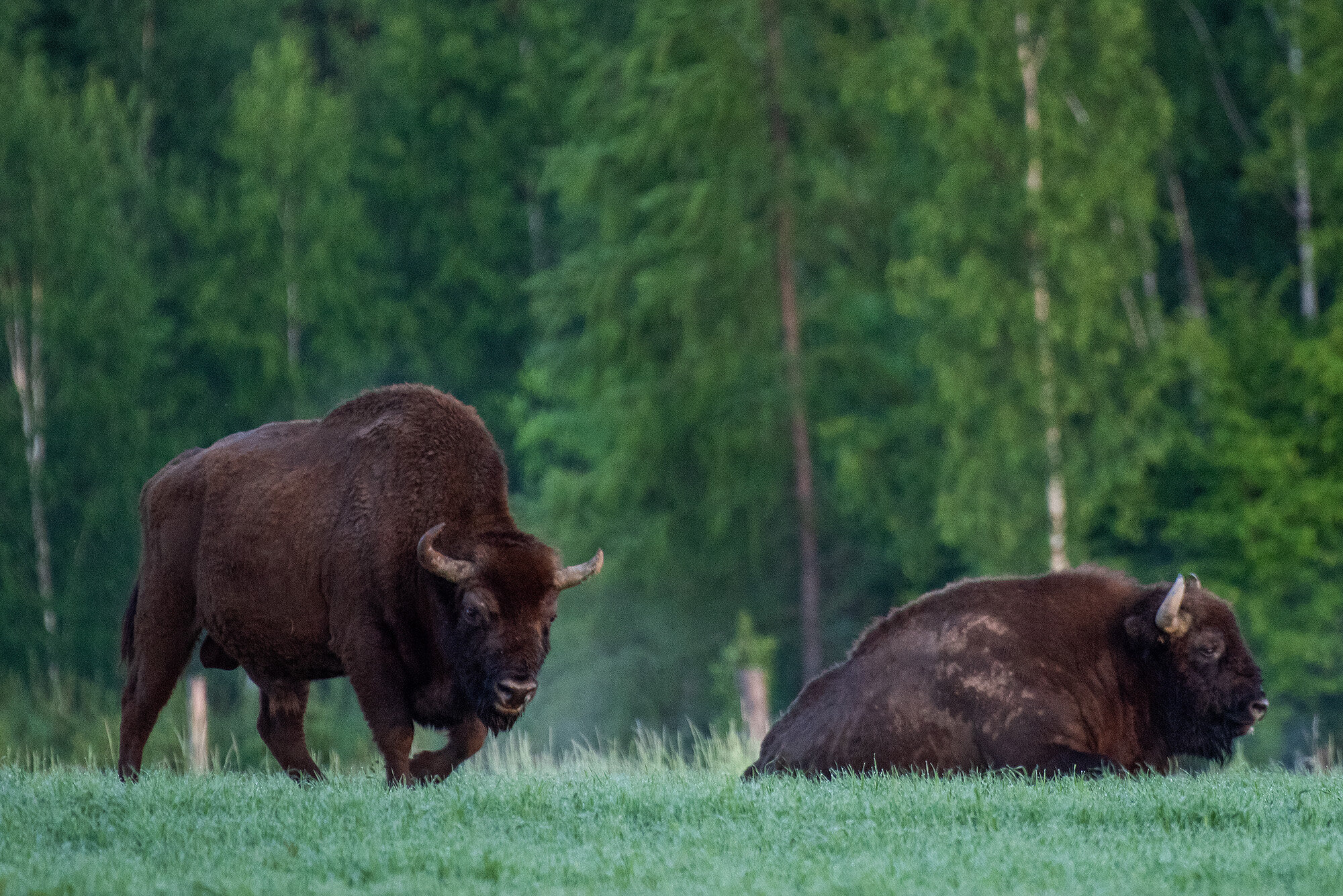 Visent, Bialowieza