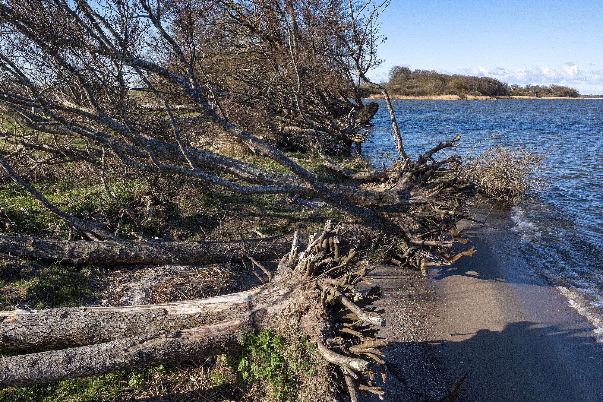 Strandvaskere, Lille Lyngby Mose Strandvaskere