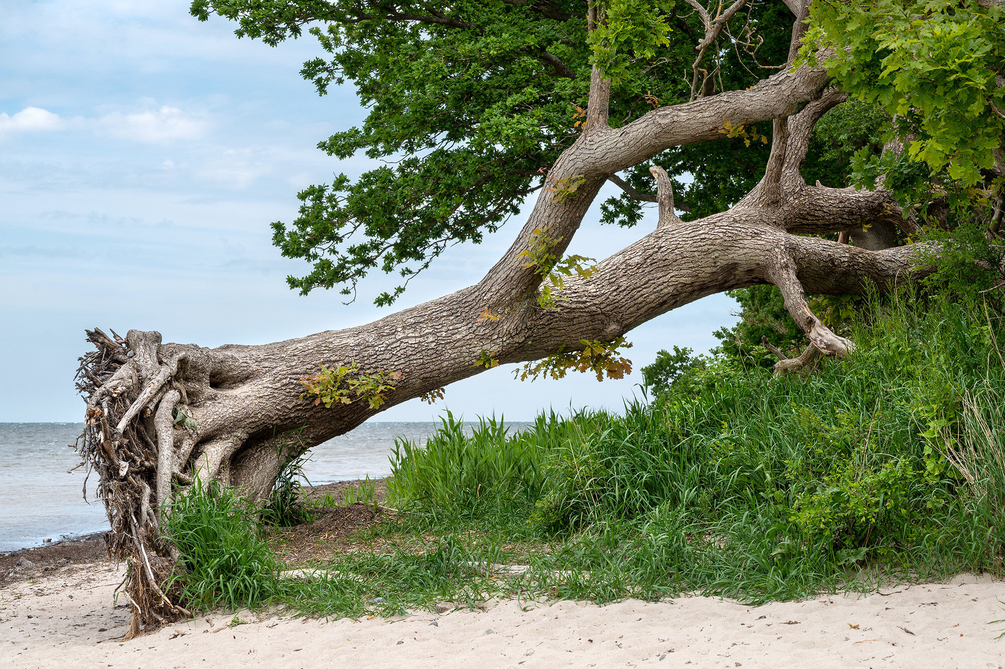 Væltet eg, Roneklint, Præstø Væltet eg, Roneklint