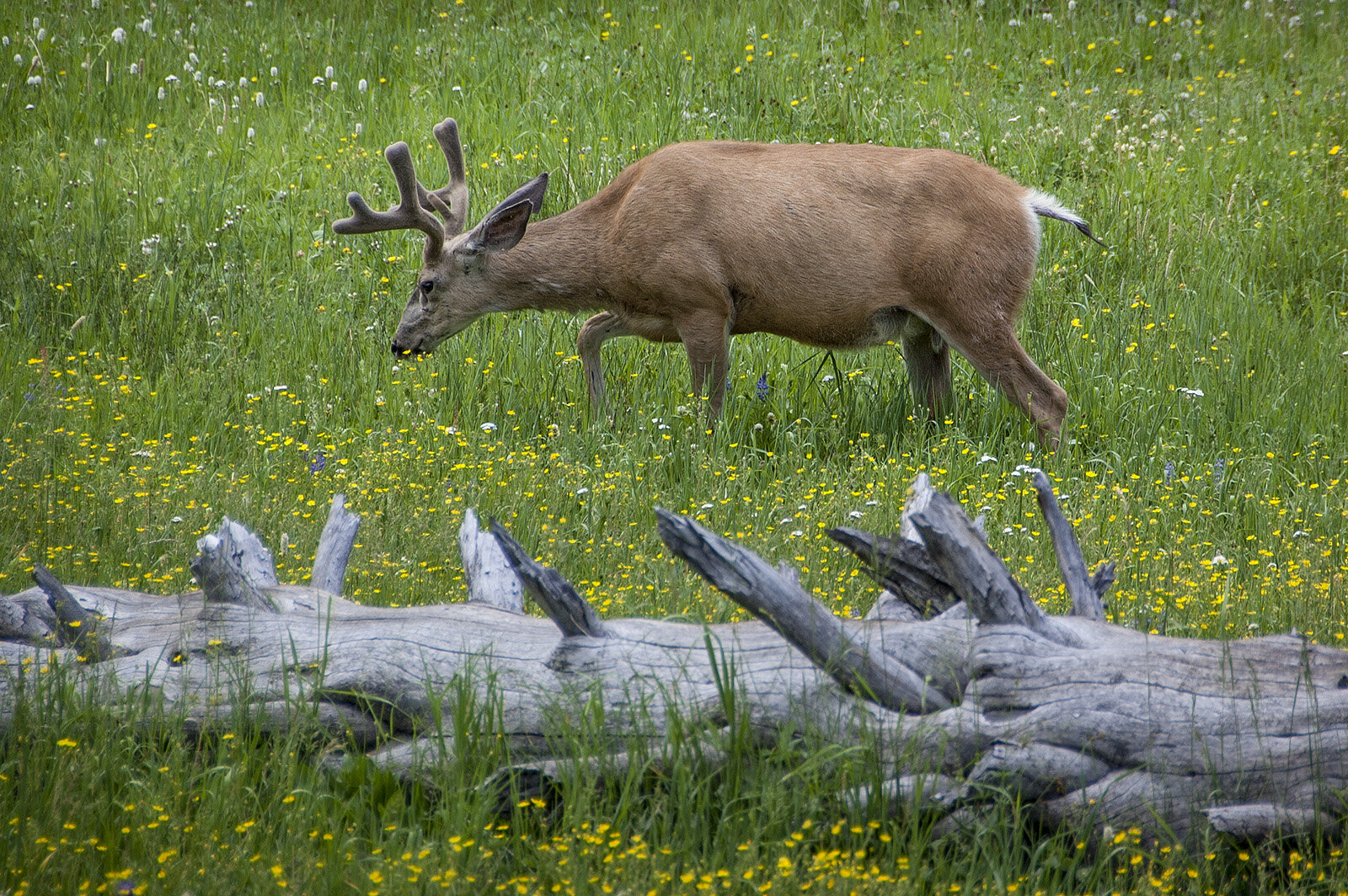 Wapitihjort, Yellowstone