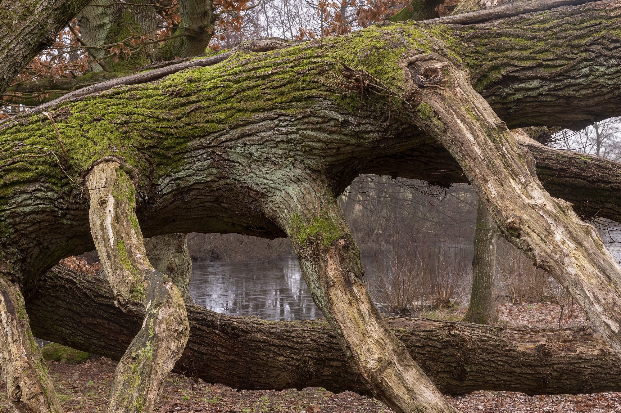 Søllerød Naturpark
