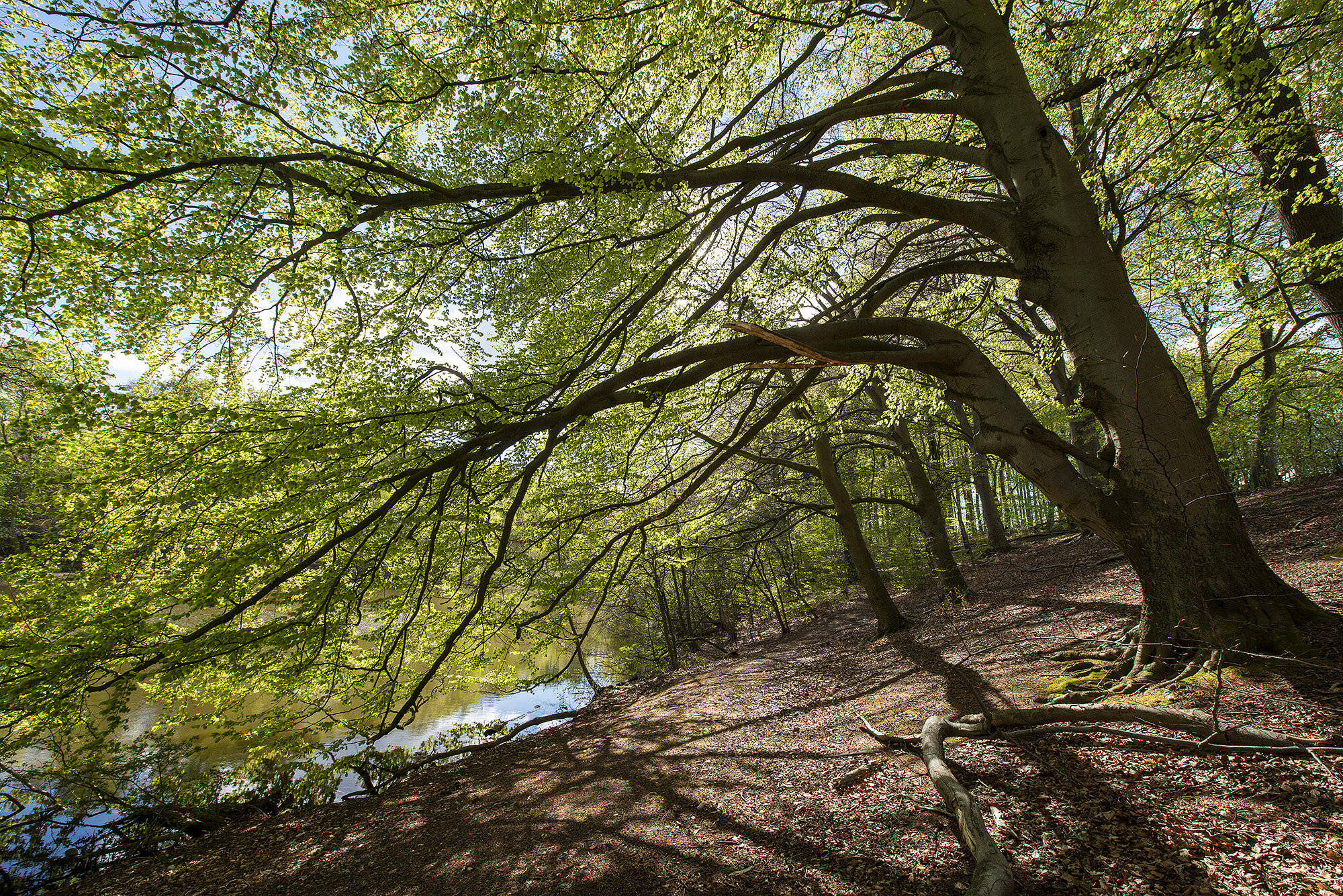 Søllerød Naturpark