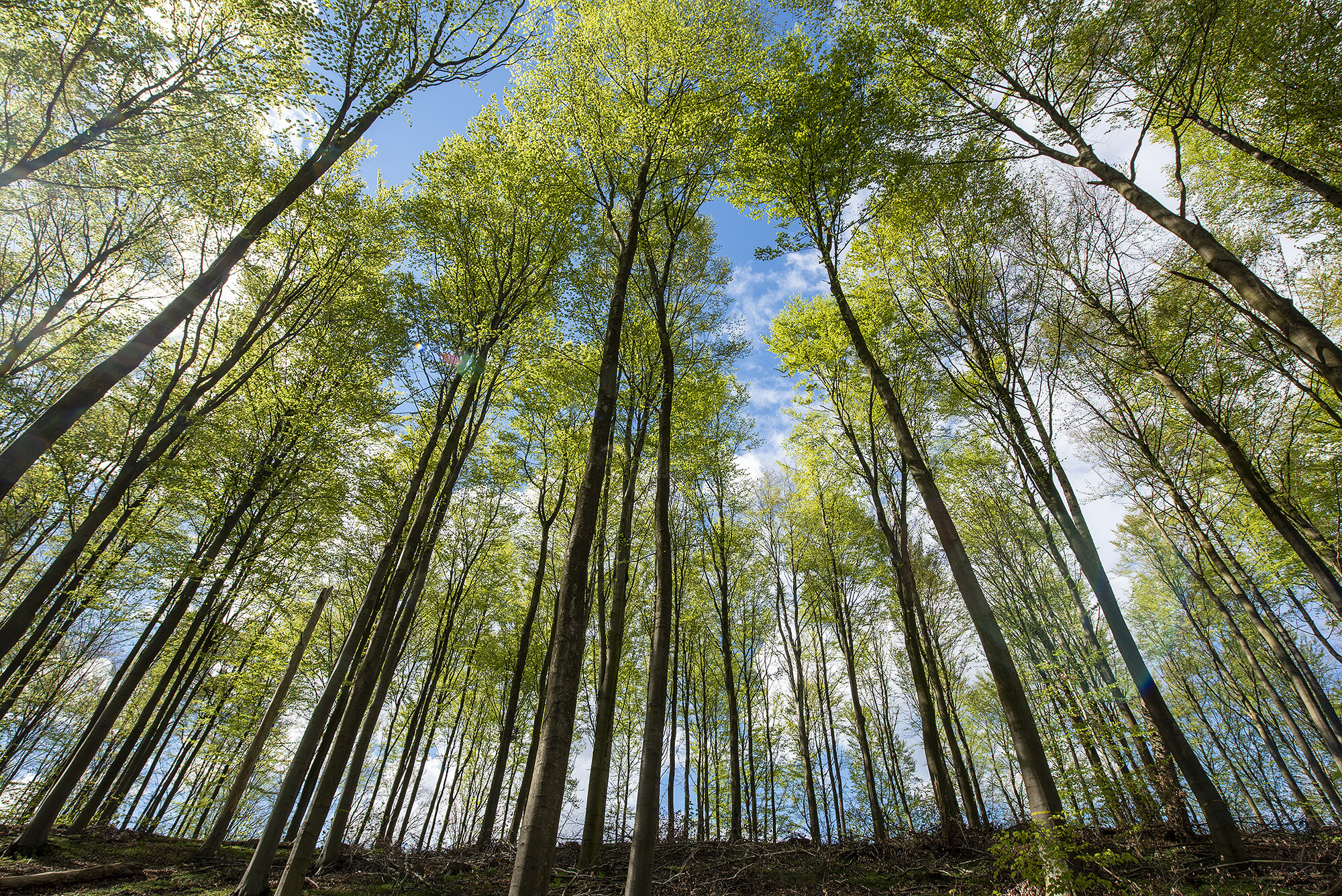 Søllerød Naturpark