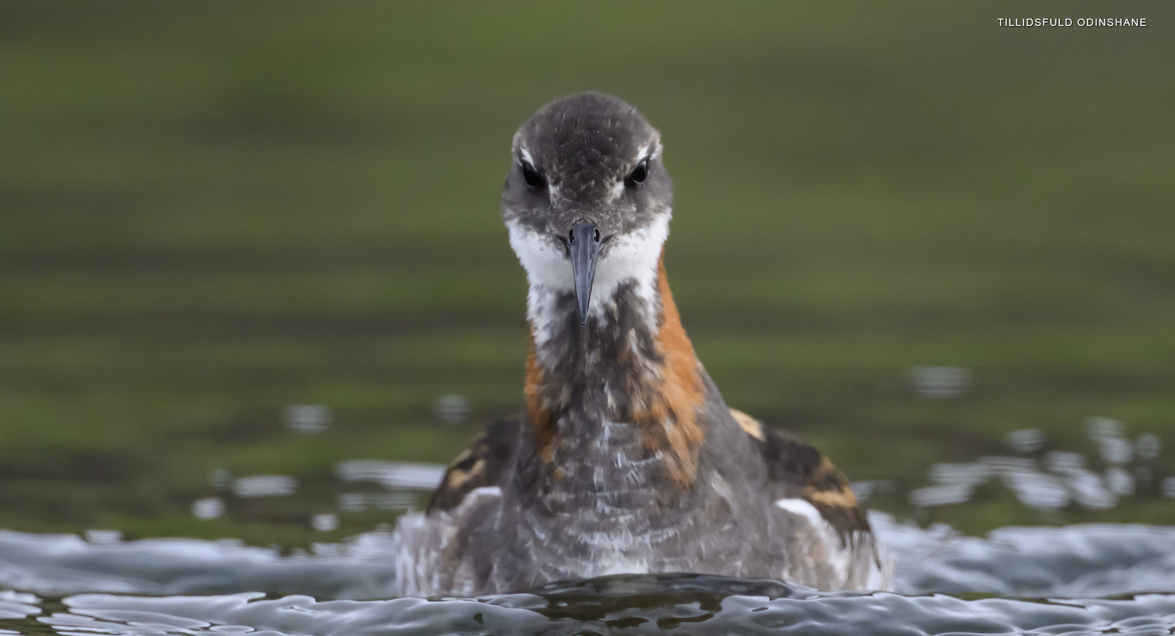 Tillidsfuld odinshane