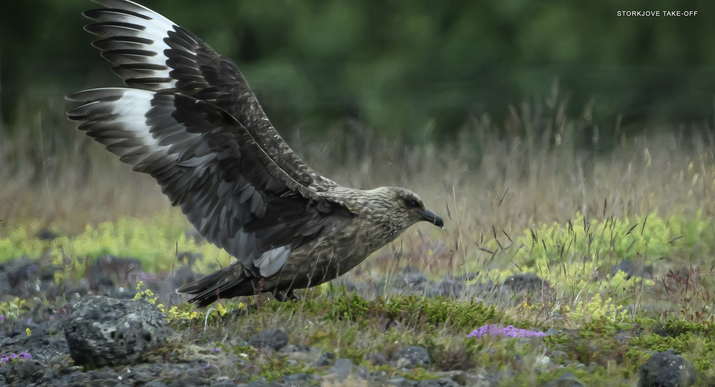 Storkjove take-off