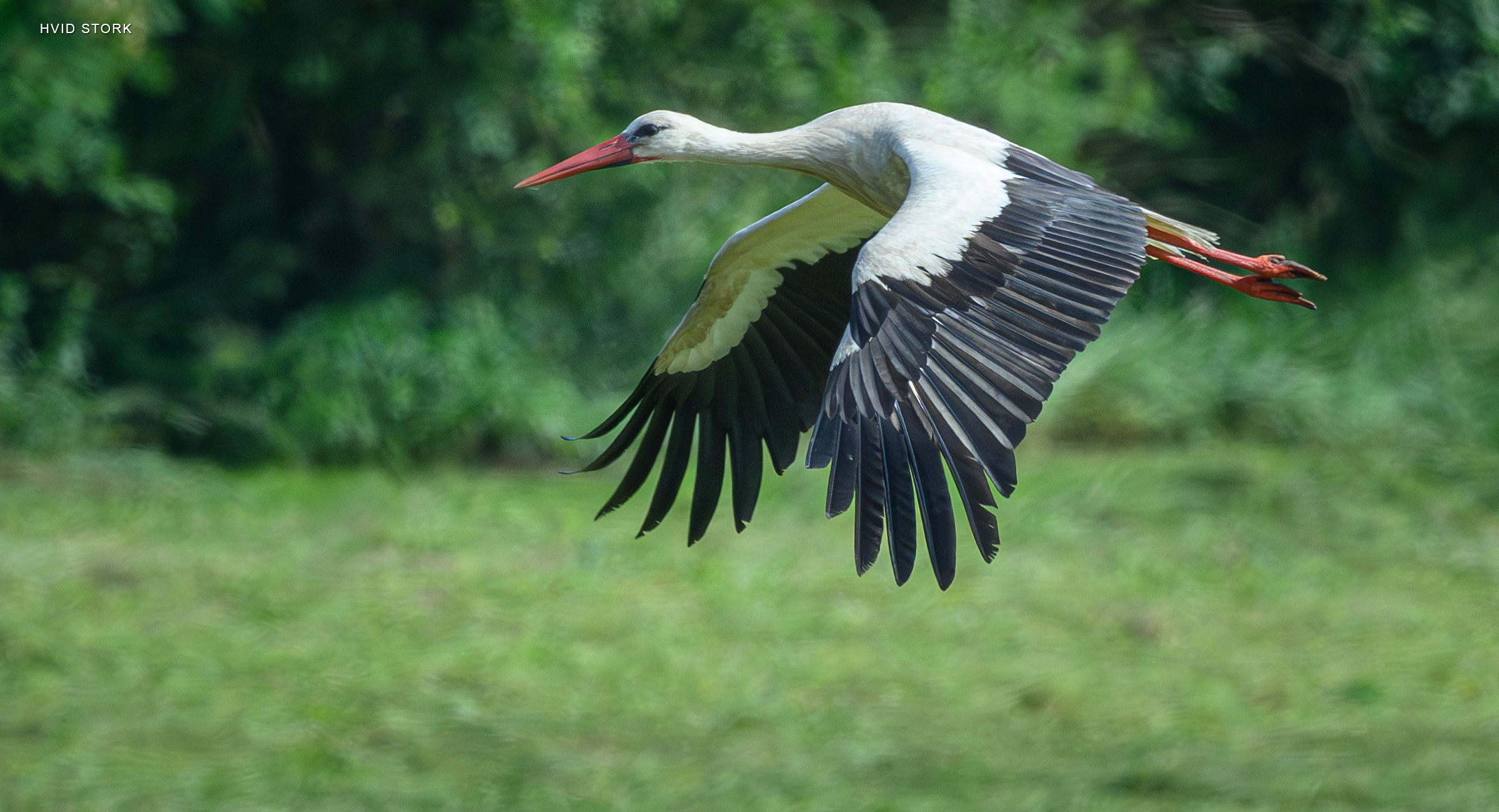Hvid stork