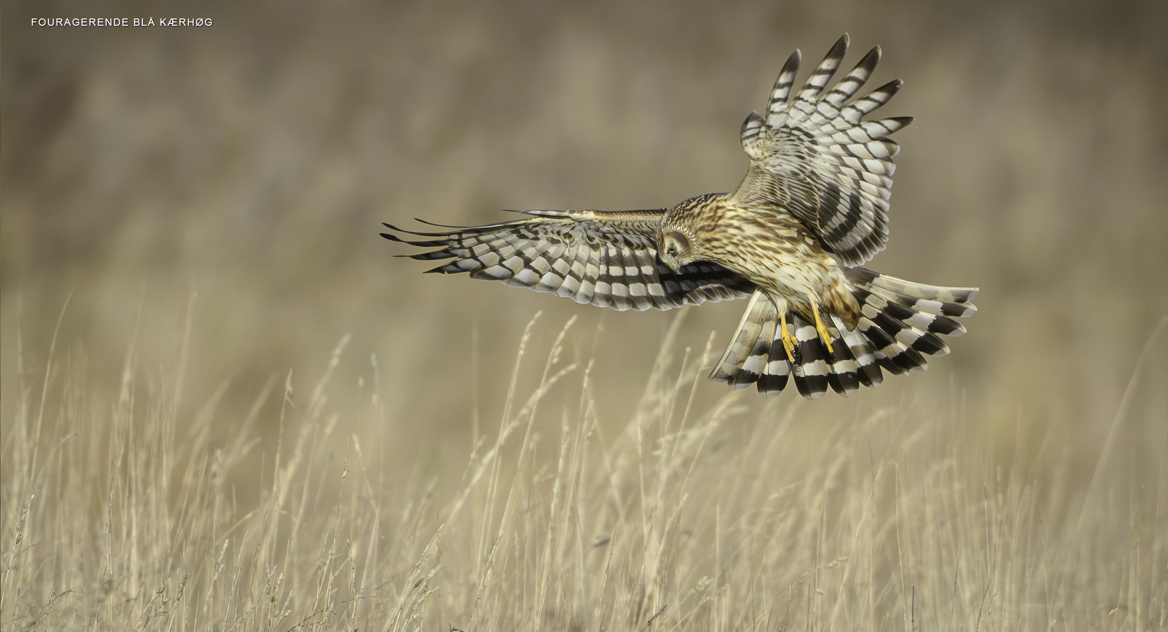 Fouragerende blå kærhøg