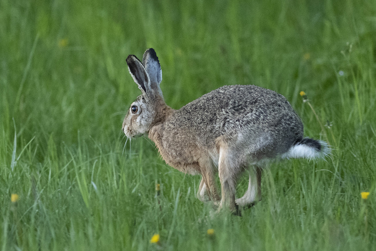 Hare