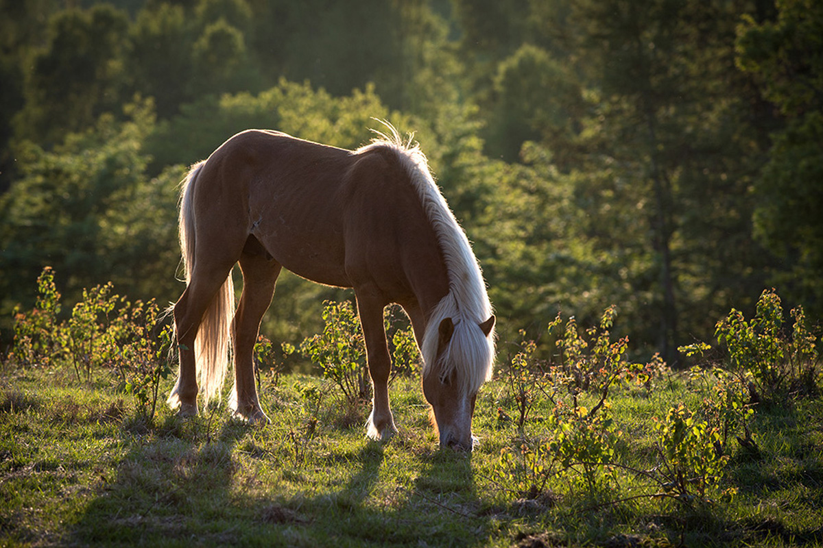 Hest