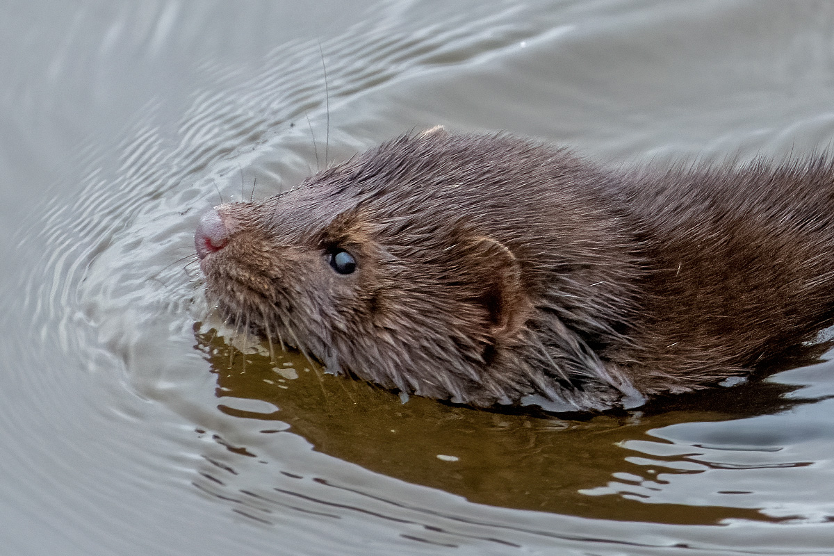 Mink