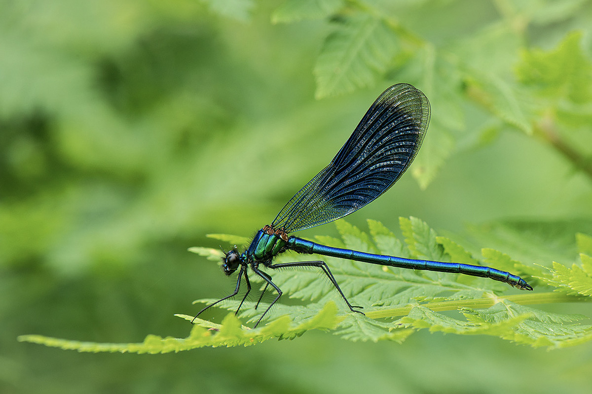 Insekter