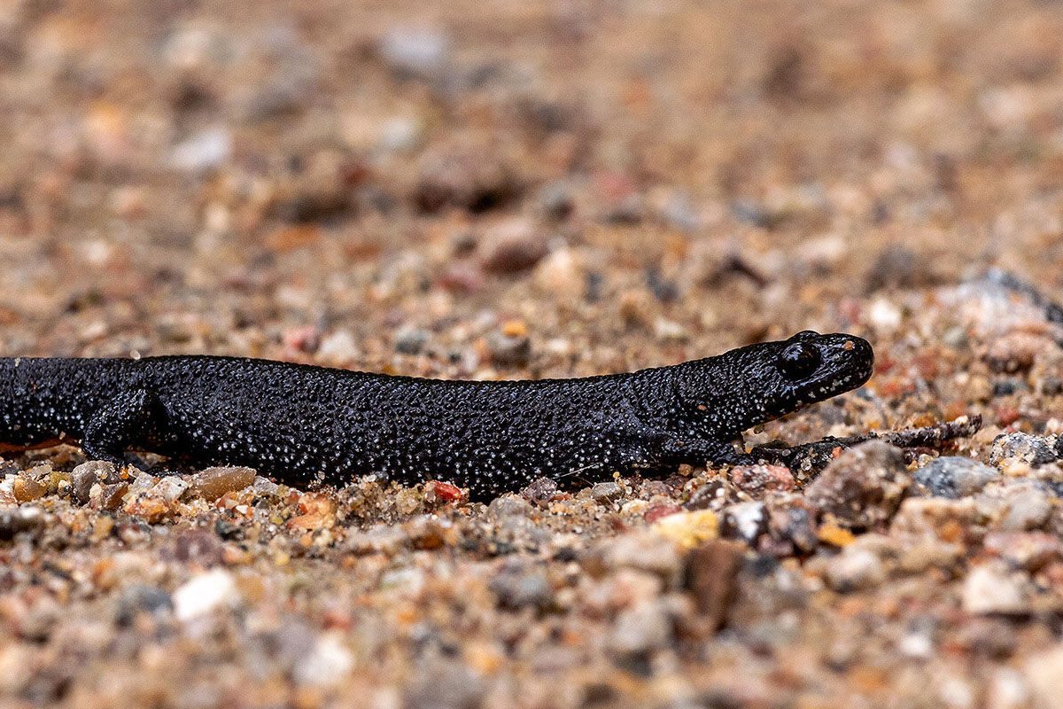 Stor vandsalamander