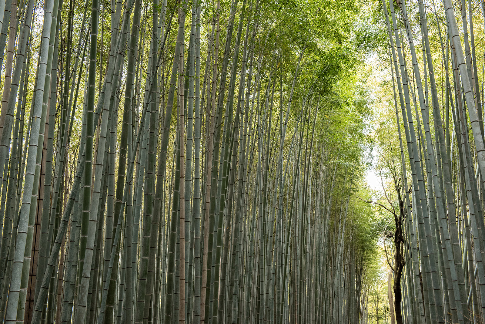 Japan 2018