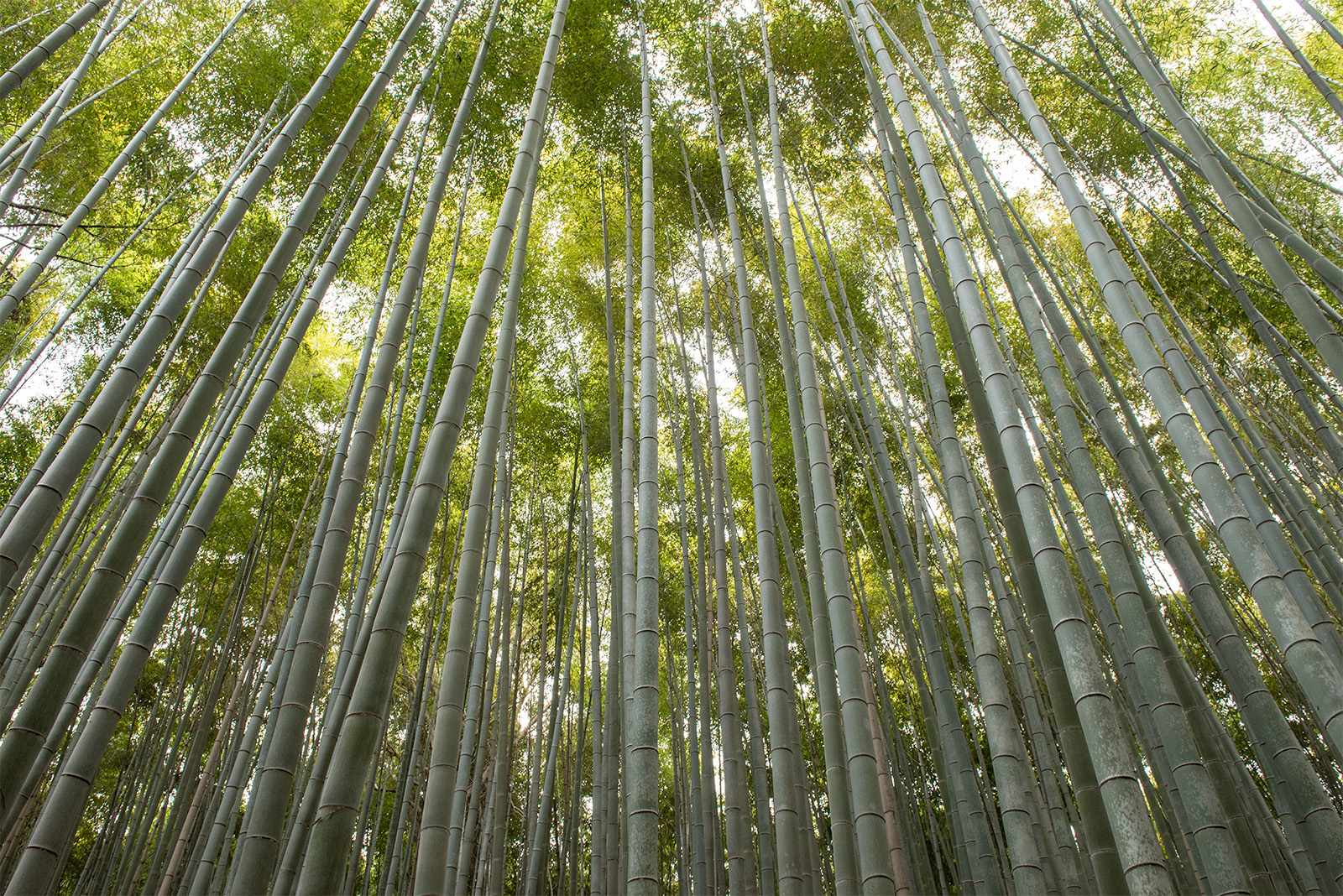 Japan 2018